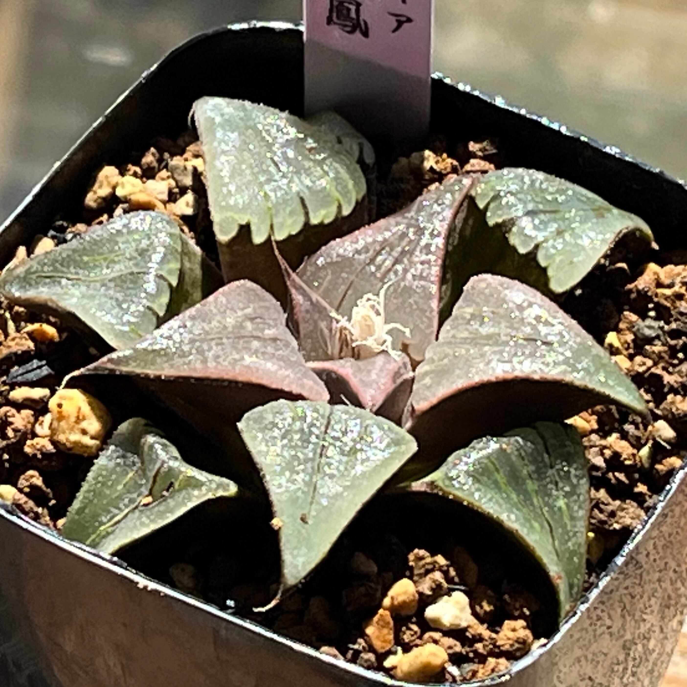 ハオルチア オブツーサ錦 赤太陽 | mocono_plants
