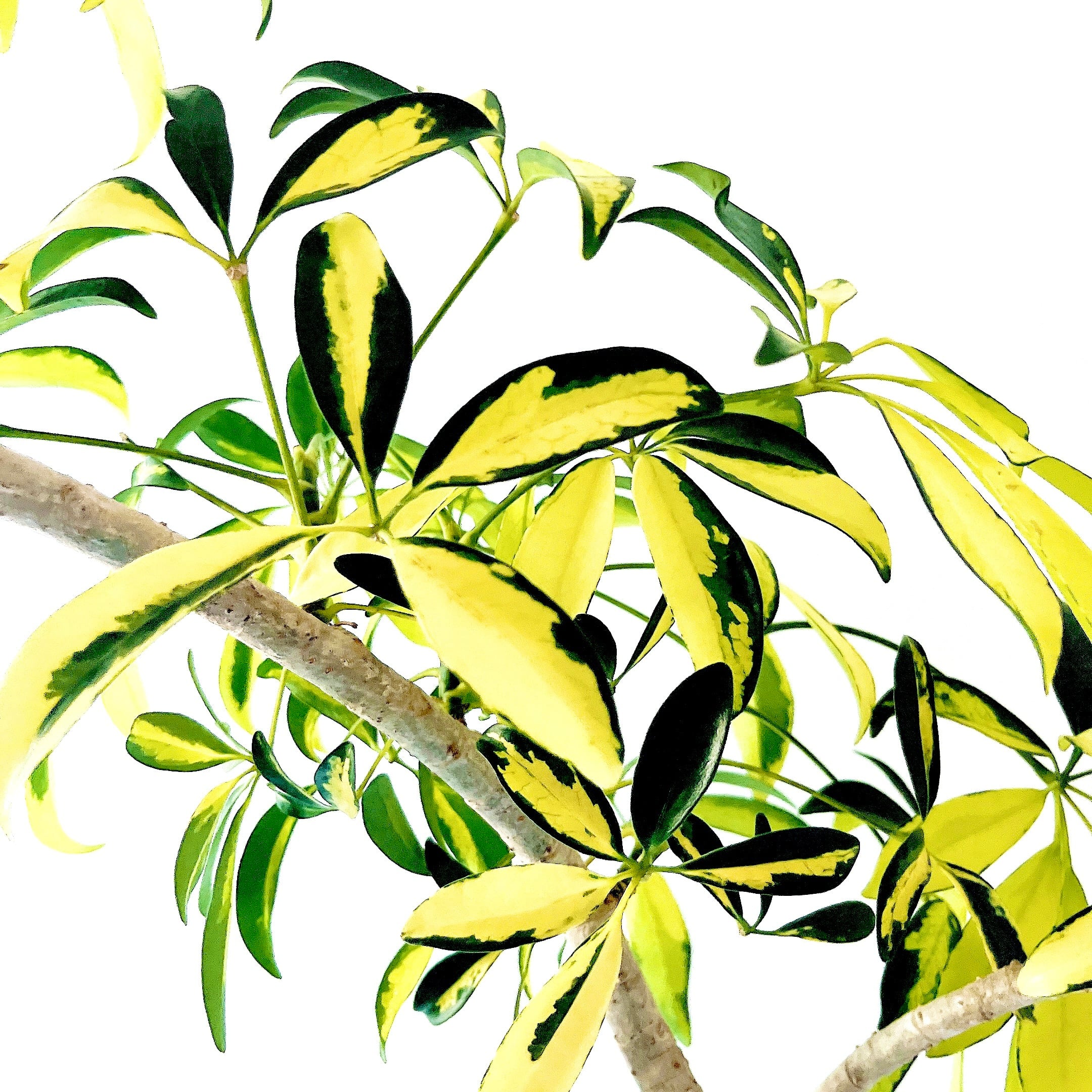 Luxury Plants】希少 シェフレラ・グランディ 斑入り 観葉植物 calm