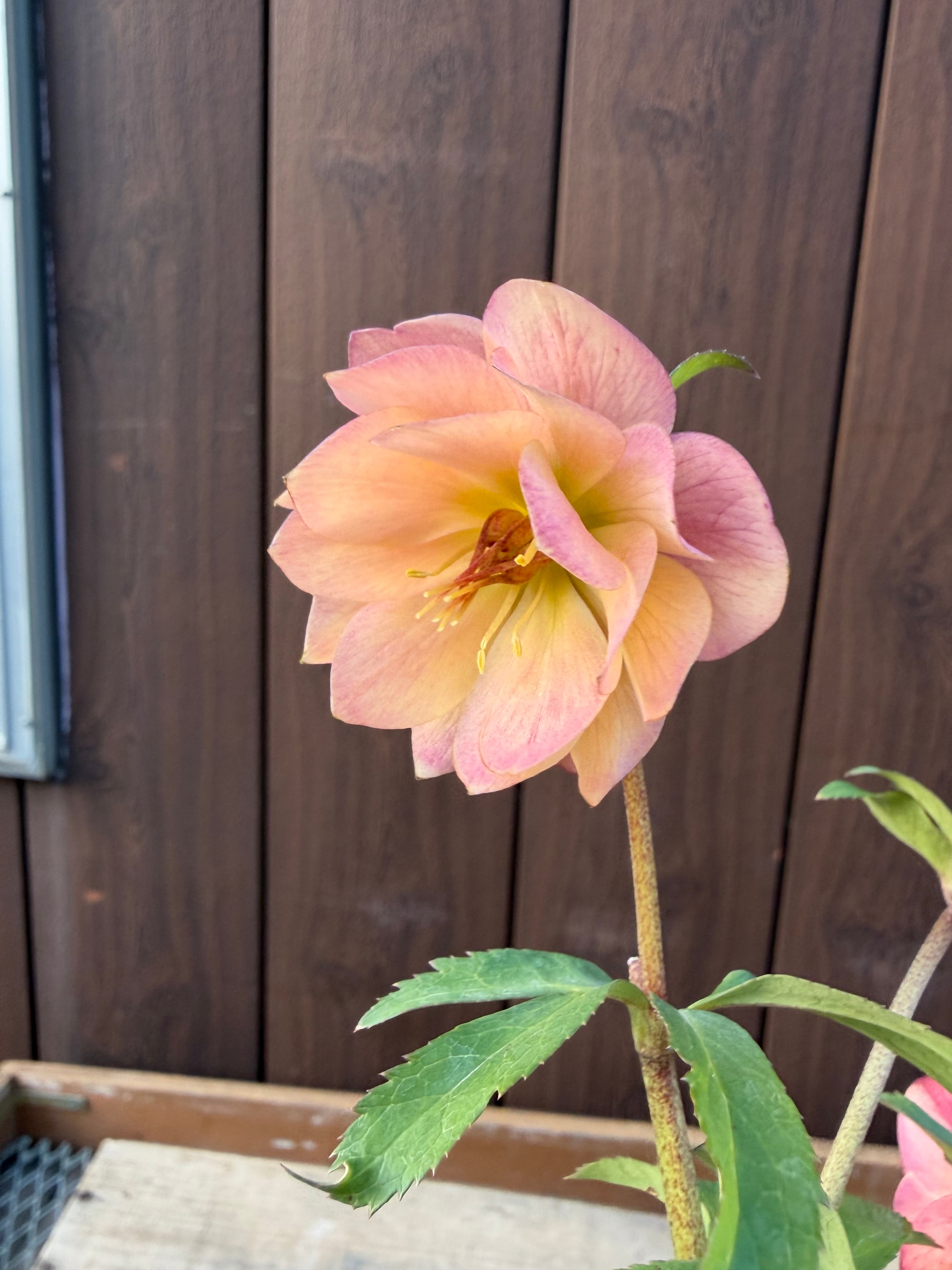 アプリコットイエローグロス微香 ※蕾無し特価 加藤農園 クリスマス