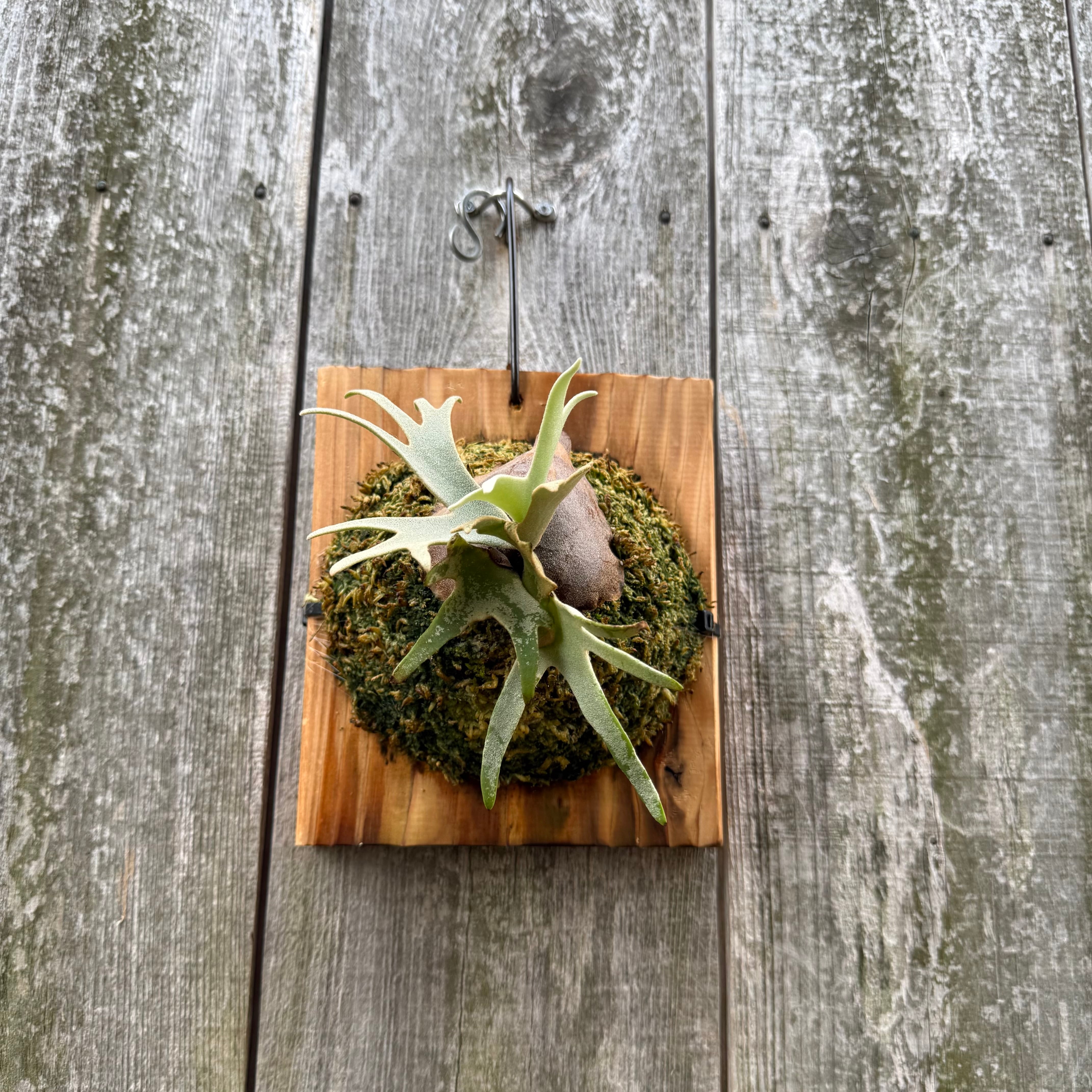 Totoro spore トトロ P.willinckii Totoro sporeling | naturefix