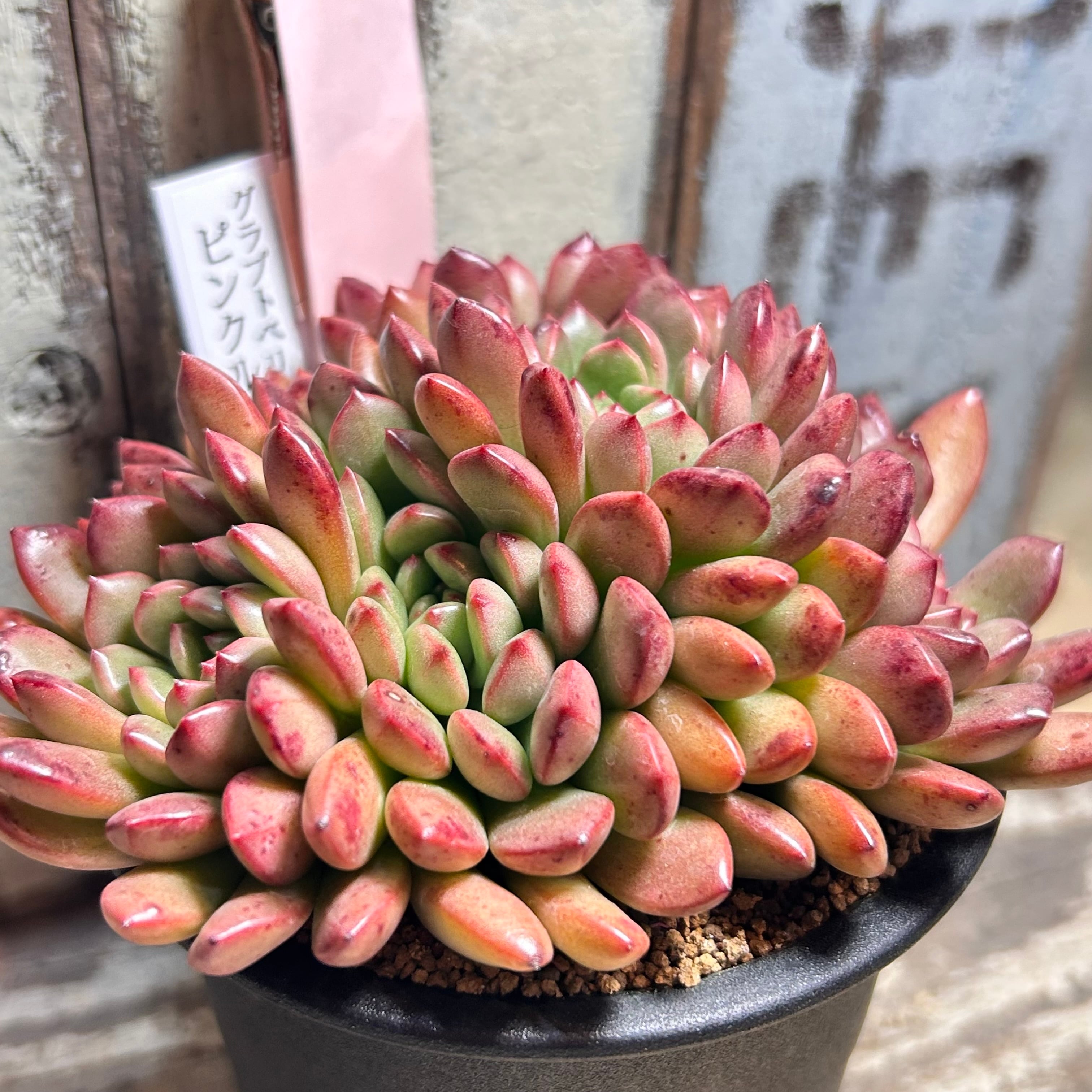 B)ピンクルルビー群生 | RuPo 多肉植物専門店