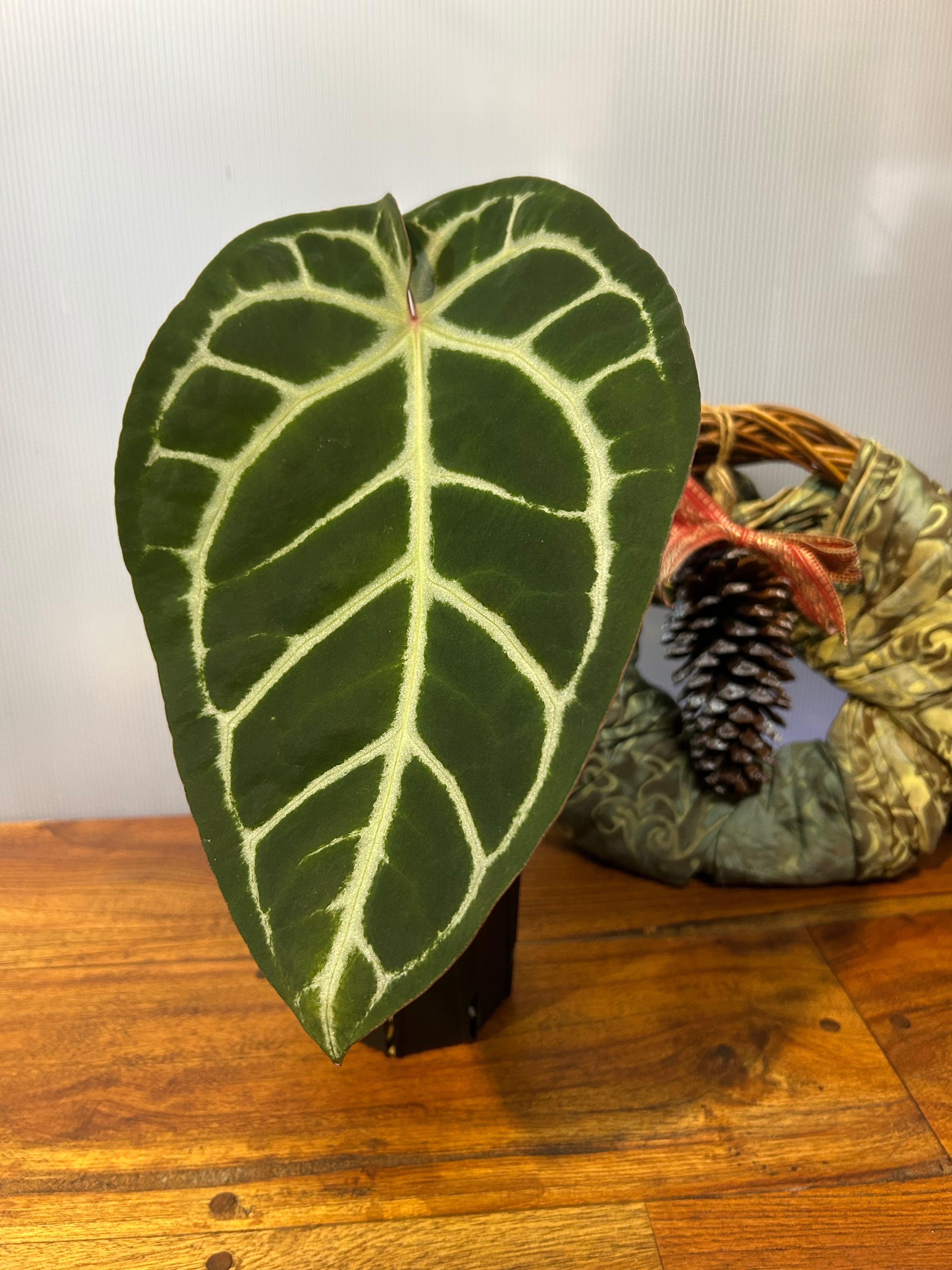 アンスリウム　スコーピオン アンスリウム スコーピオン Anthurium Scorpion Mint – TerraFlora Global