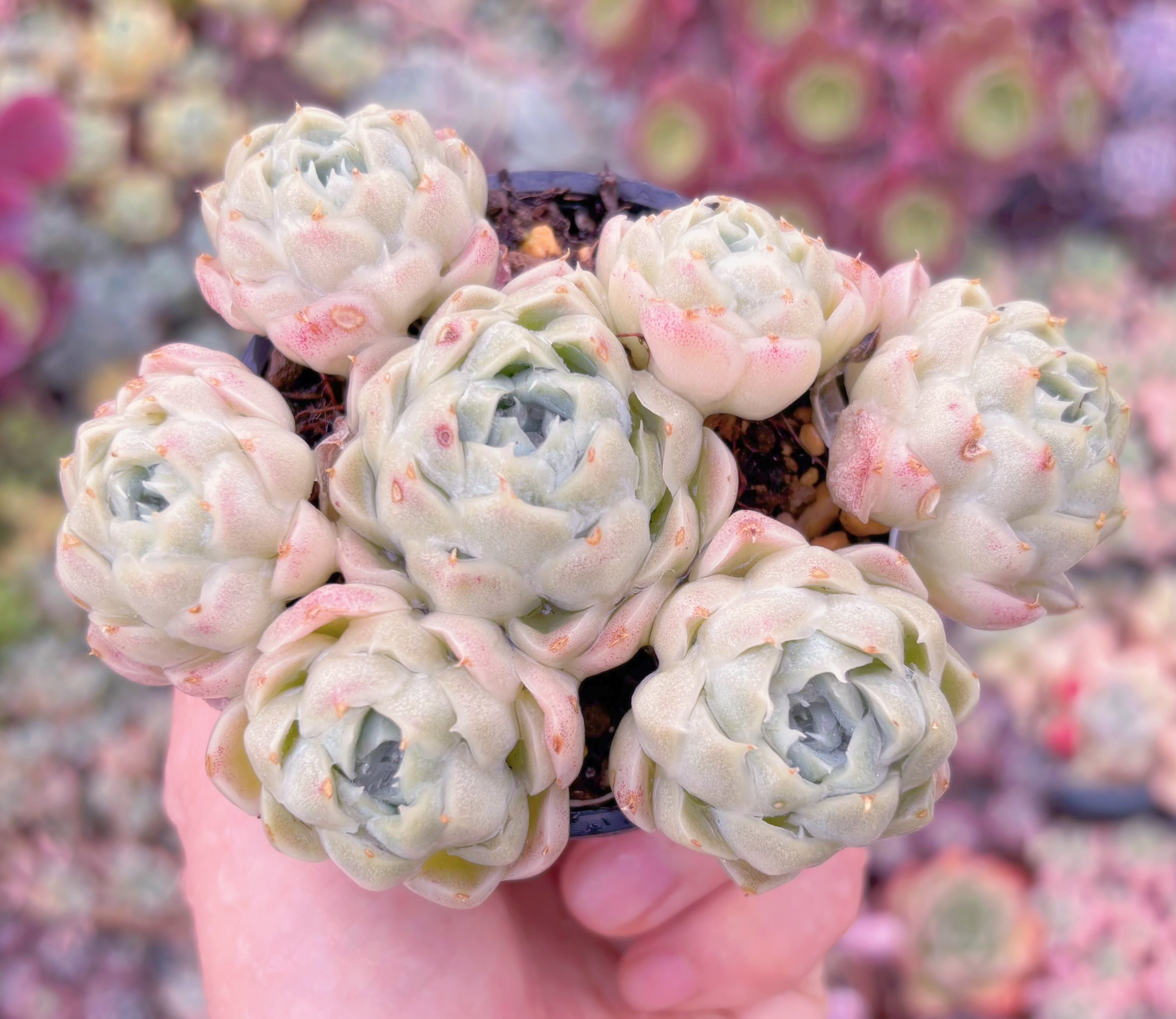 現品　ヒューミリス#597　群生　るる農園