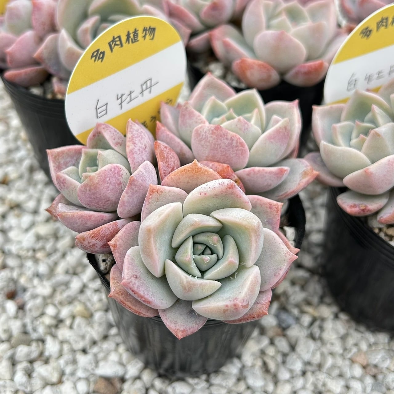 専用！多肉植物^o^  希少交配種　花うらら×達磨秀麗　小苗 おはな（だるま姫秋麗x花うらら） - メルカリ
