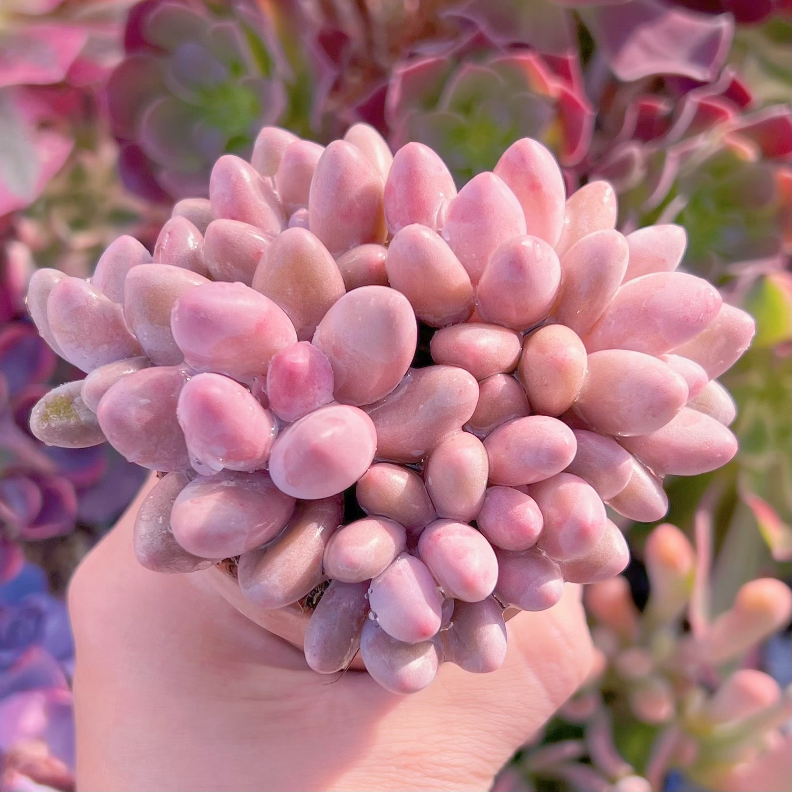 多肉植物 ビューティーフィンガー 群生 新入荷 るる農園 | PAY ID