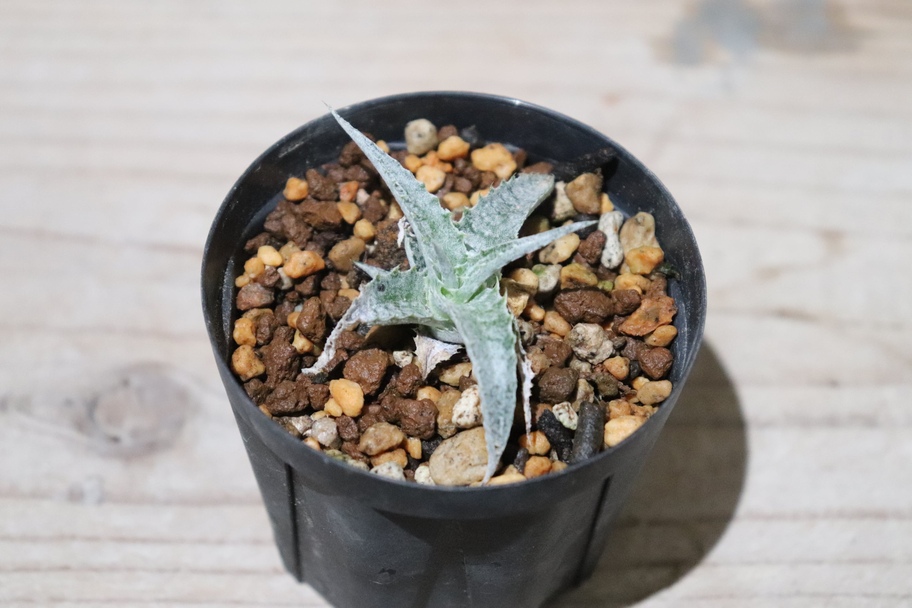 送料無料】Hechtia lanata seedling〔ディッキア〕現品発送HE011