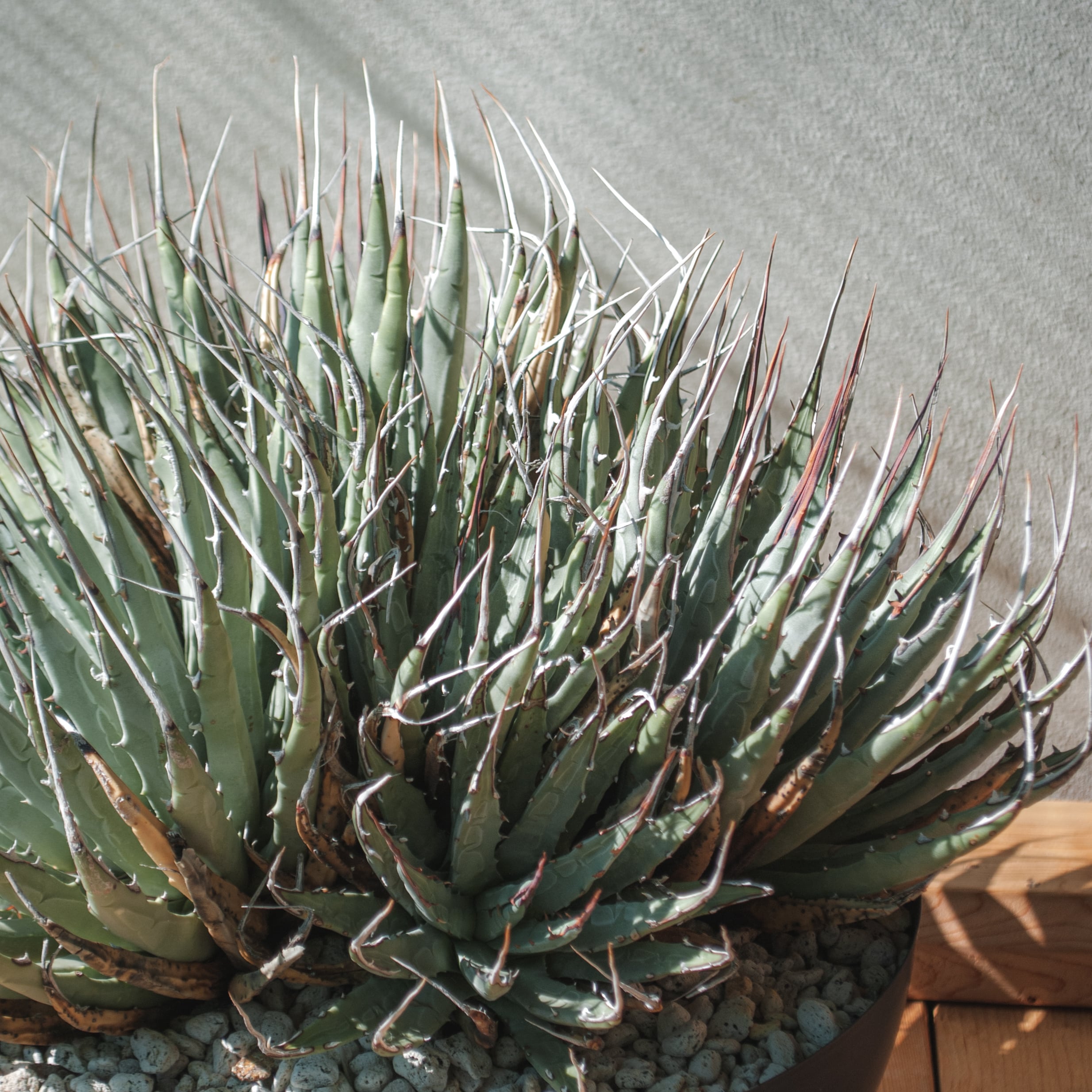 アガベ ユタエンシス エボリスピナ 群生株 | Agave Rocon
