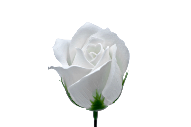 ゴールドバラG-W1 ホワイト (15輪入りor25輪入り)