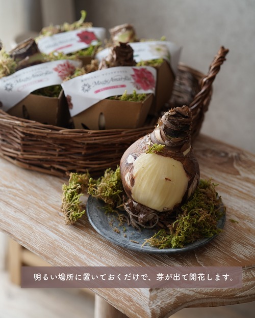 【明るい場所に飾るだけで開花する】 マジックアマリリス　 ★水やり不要