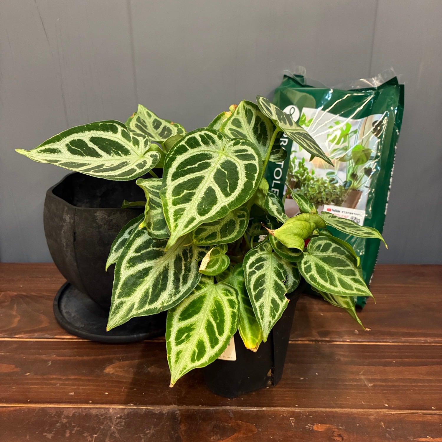 秋の植え替えフェア対象】【セット】アンスリウム sp | PROTOLEAF