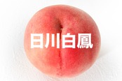【白鳳種】日川白鳳【約４ｋｇ（１２〜１３玉）6月下旬〜7月上旬】