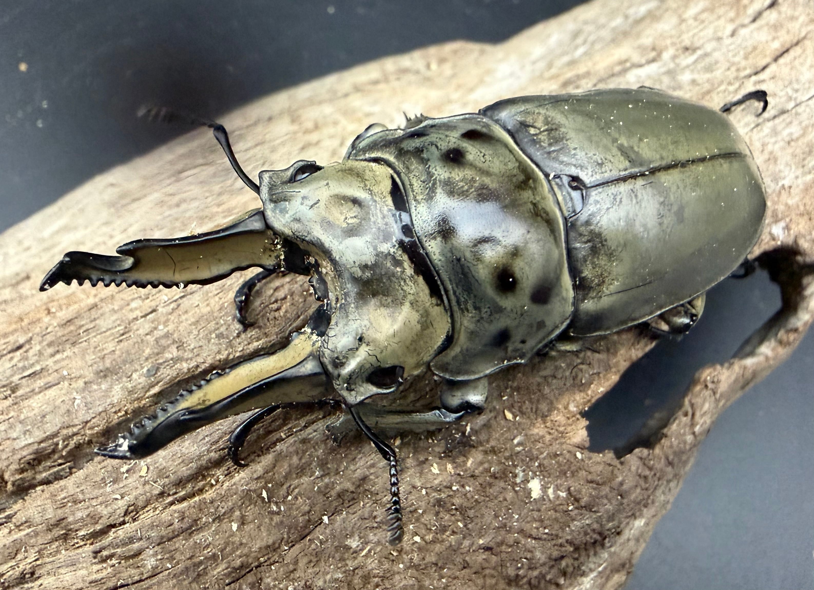 外国産クワガタ生体 | KPW公式オンラインショップ