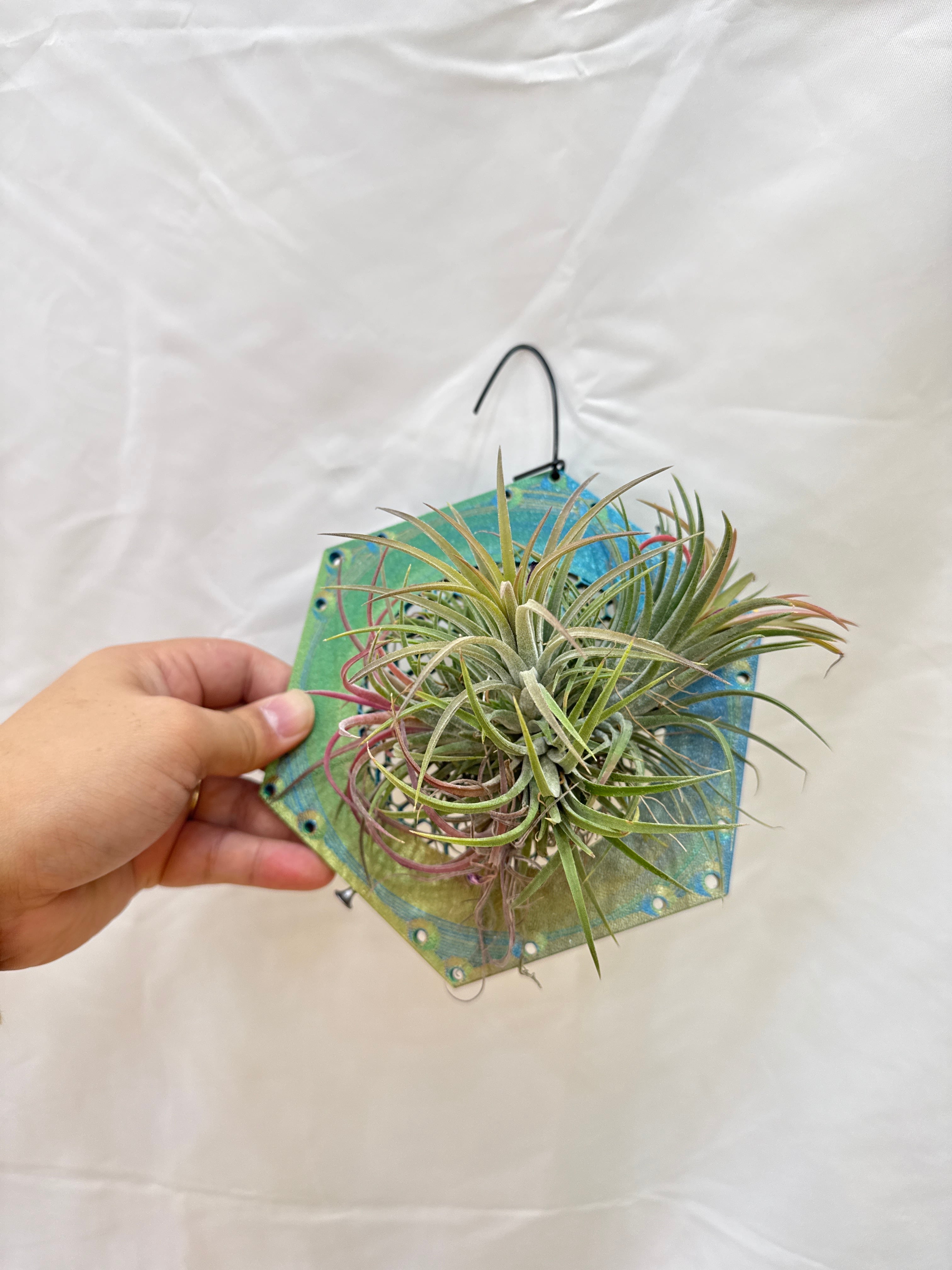 エアプランツ・タンク系 | Gardenえん 【観葉熱帯植物】