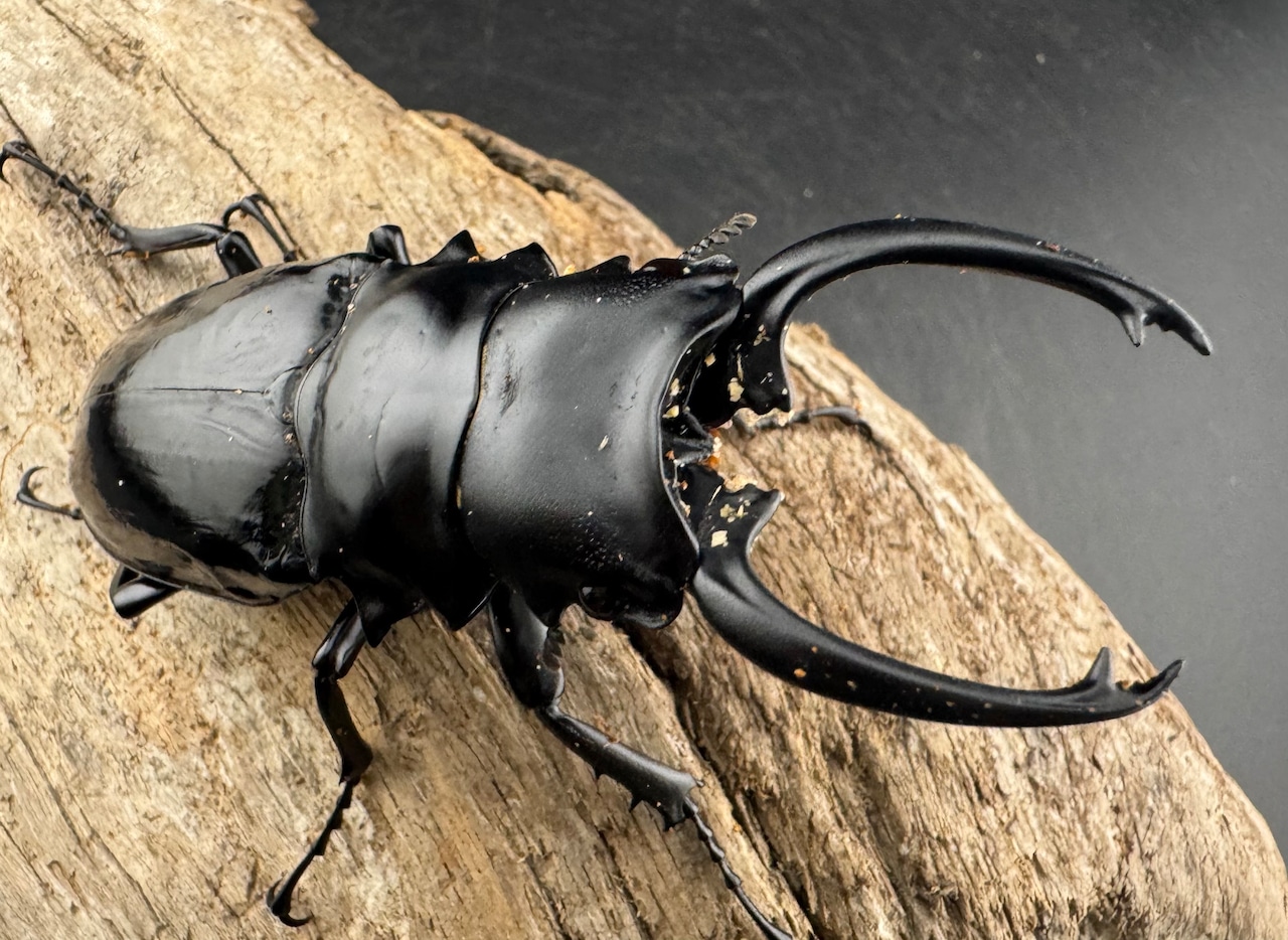 【WD】《ダールマンツヤクワガタ亜種セレベンシス 84.5mm ペア》