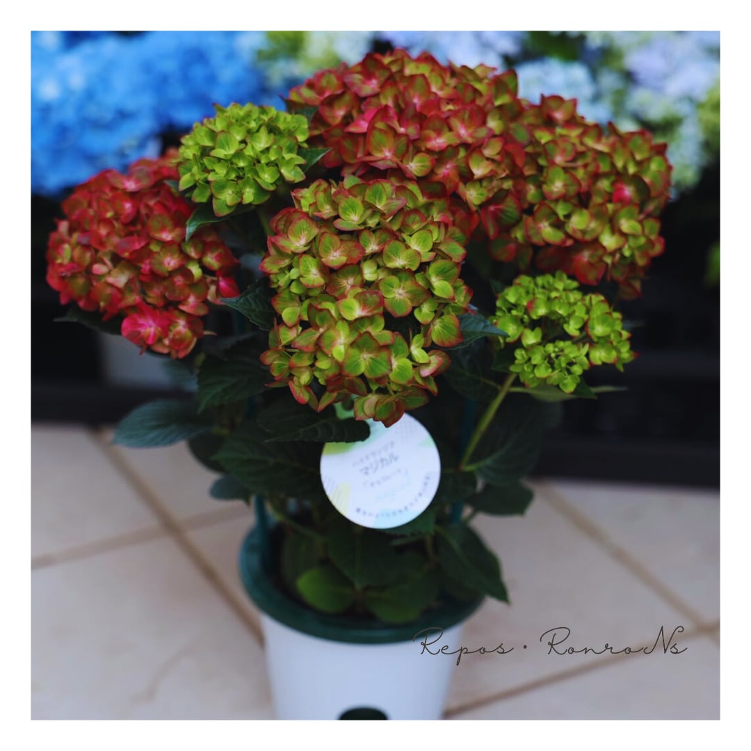 4鉢限定 紫陽花 マジカルチョコレート ① 特大花 正規品 タグ付き