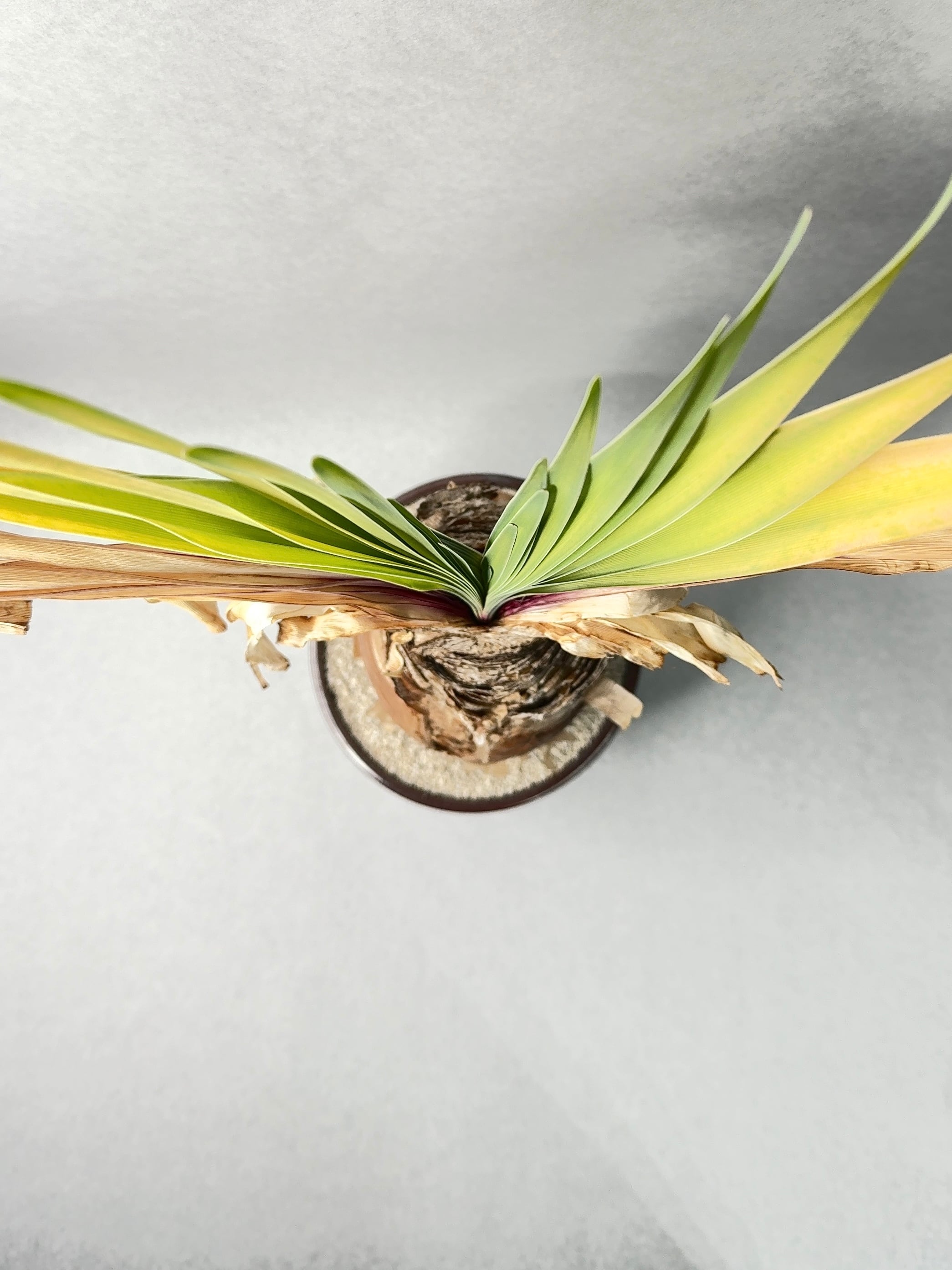 11.ブーファン・ディスティチャ | trigger