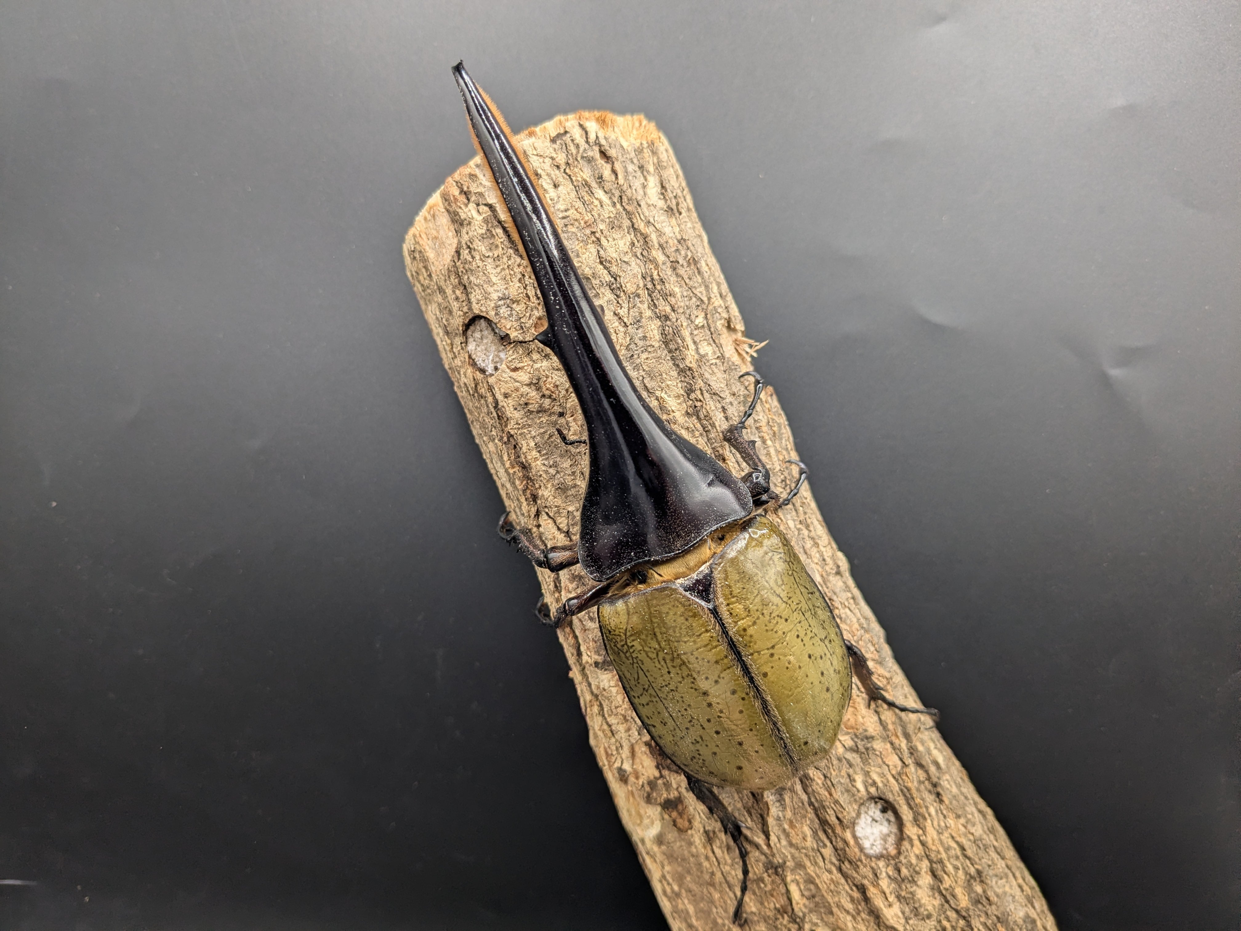 DH.ヘラクレス ♂150mm♀フリーサイズ ③