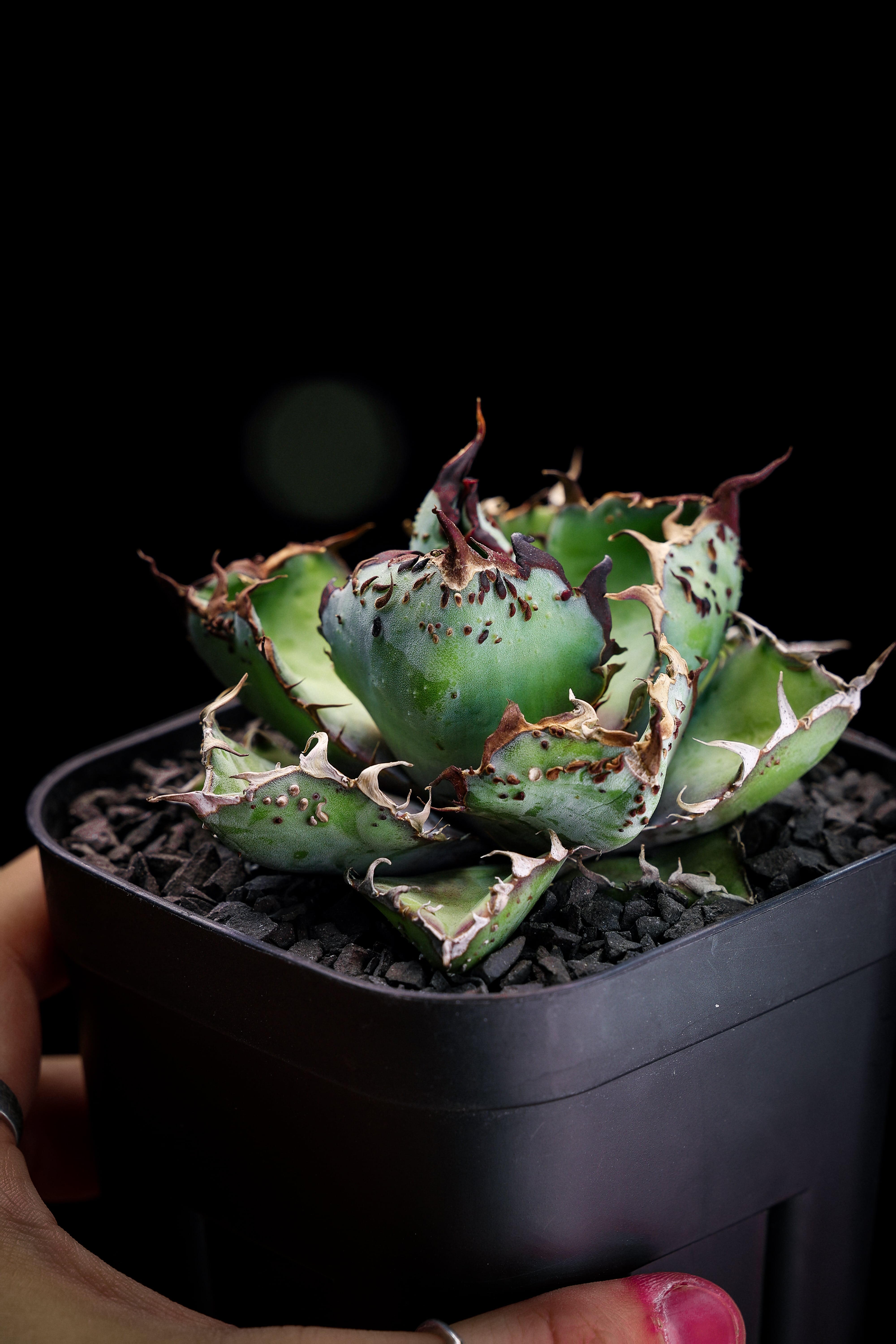 悪魔BB 最終販売】 | KAMUI PLANTS LABO