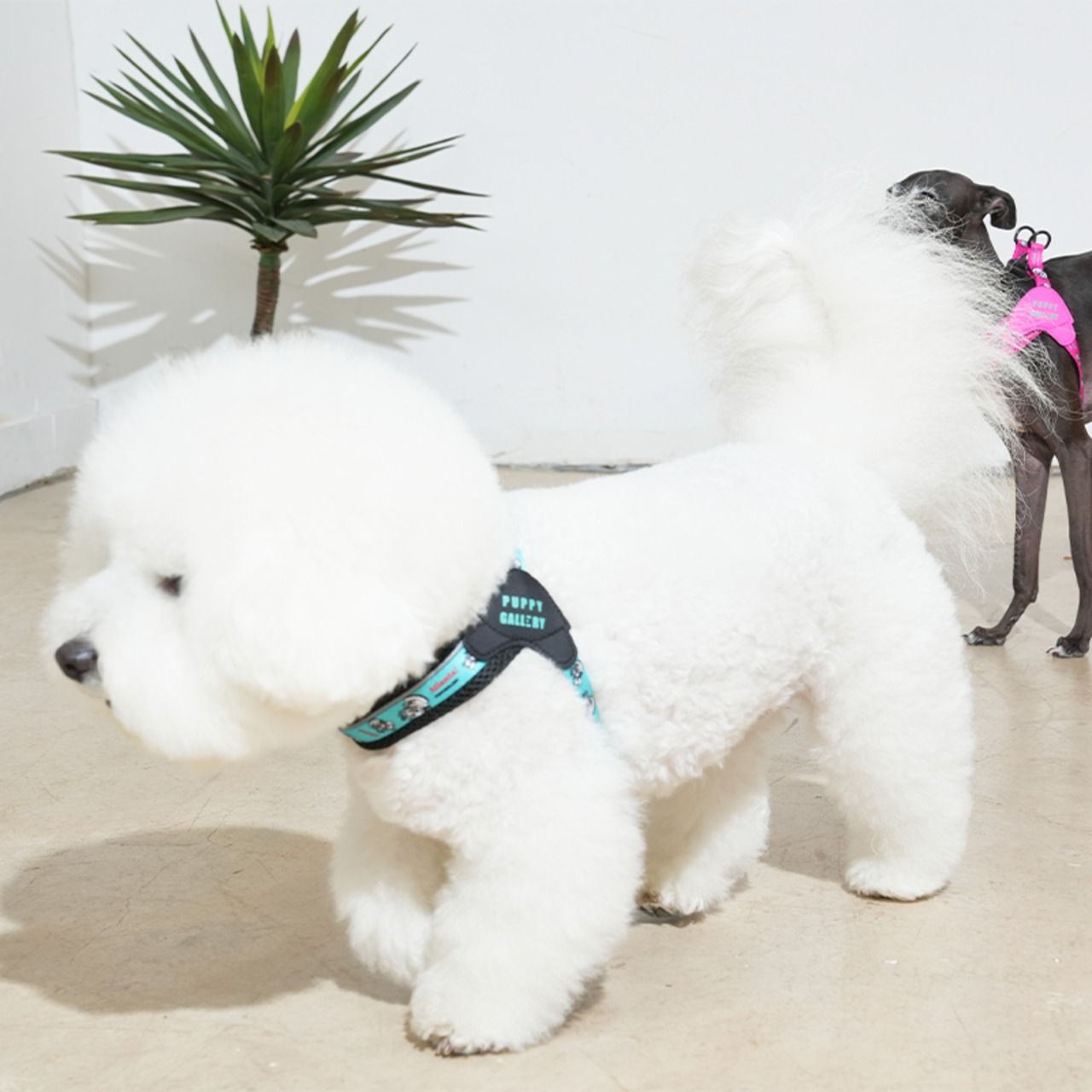 【PUPPYGALLERY公式】アトランタVハーネス　予約　M/L