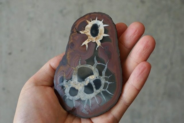 セプタリアン　Septarian　1101