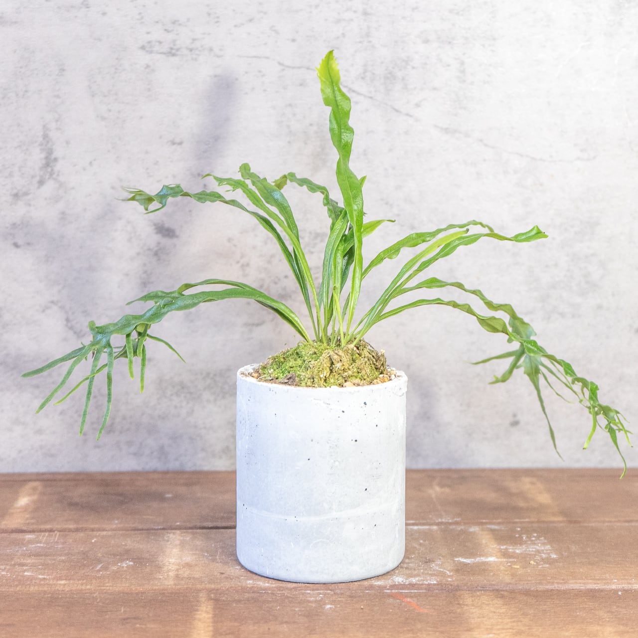 波打つ葉、うねる緑の芸術。さざなみ雲龍を、手づくりモルタル鉢に設えて。一つひとつ手で作り、一つひとつ想いを込めた特別な一鉢。■虫発生抑制【全国一律送料850円】