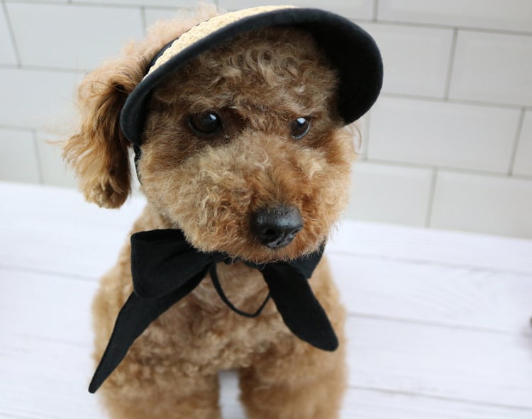 straw bonnet hat 2color / 犬 麦わら帽子 ドッグウェア 小型犬 中型犬 犬帽子 犬の帽子 夏 麦わらボンネット帽子