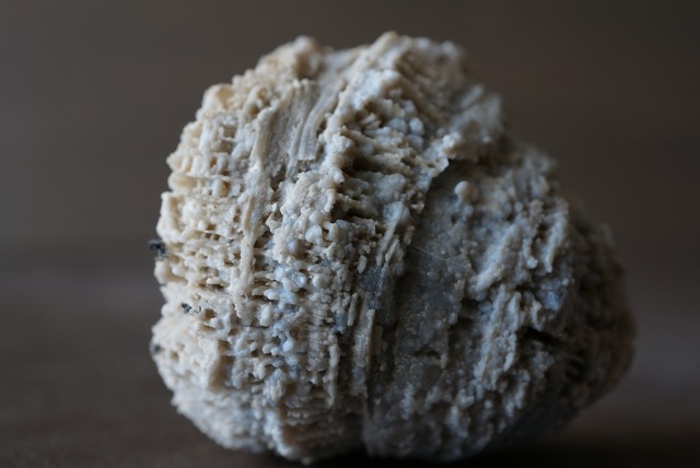 ドイツ産サンゴ化石　Thecosmilia trichotoma　875