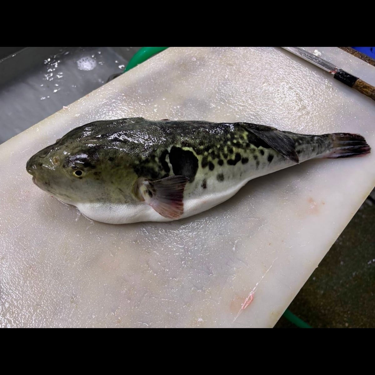 南知多魚新商店　南知多産天然トラフグ身欠　原魚約1kg（冷蔵）