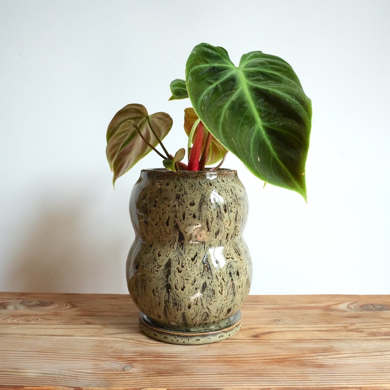 送料込み】観葉植物 フィロデンドロン エルチョコレッド 4号ロング