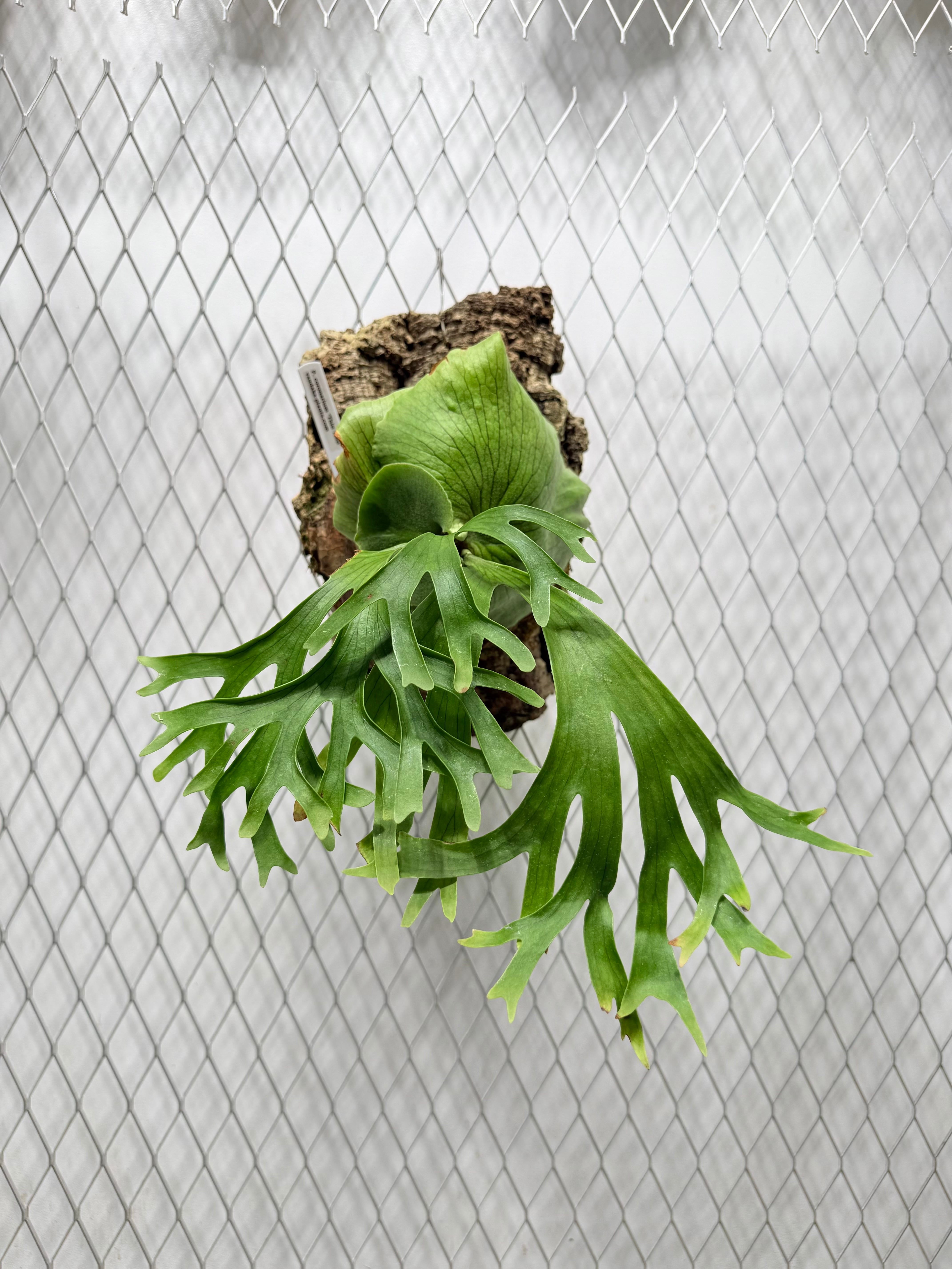 たか　ビカクシダ vandaka plants