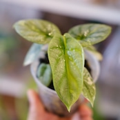 Alocasia Silver Dragon Aurea|シルバードラゴン オーレア③|観葉植物