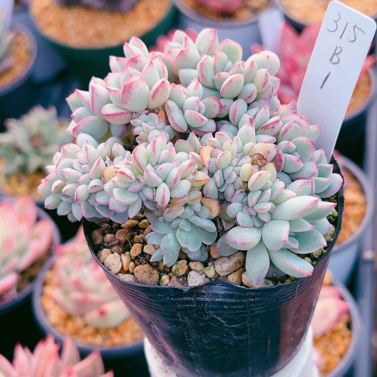 16韓国苗 多肉植物美苗 交配種 200苗セット 65お手入れ簡単！可愛い