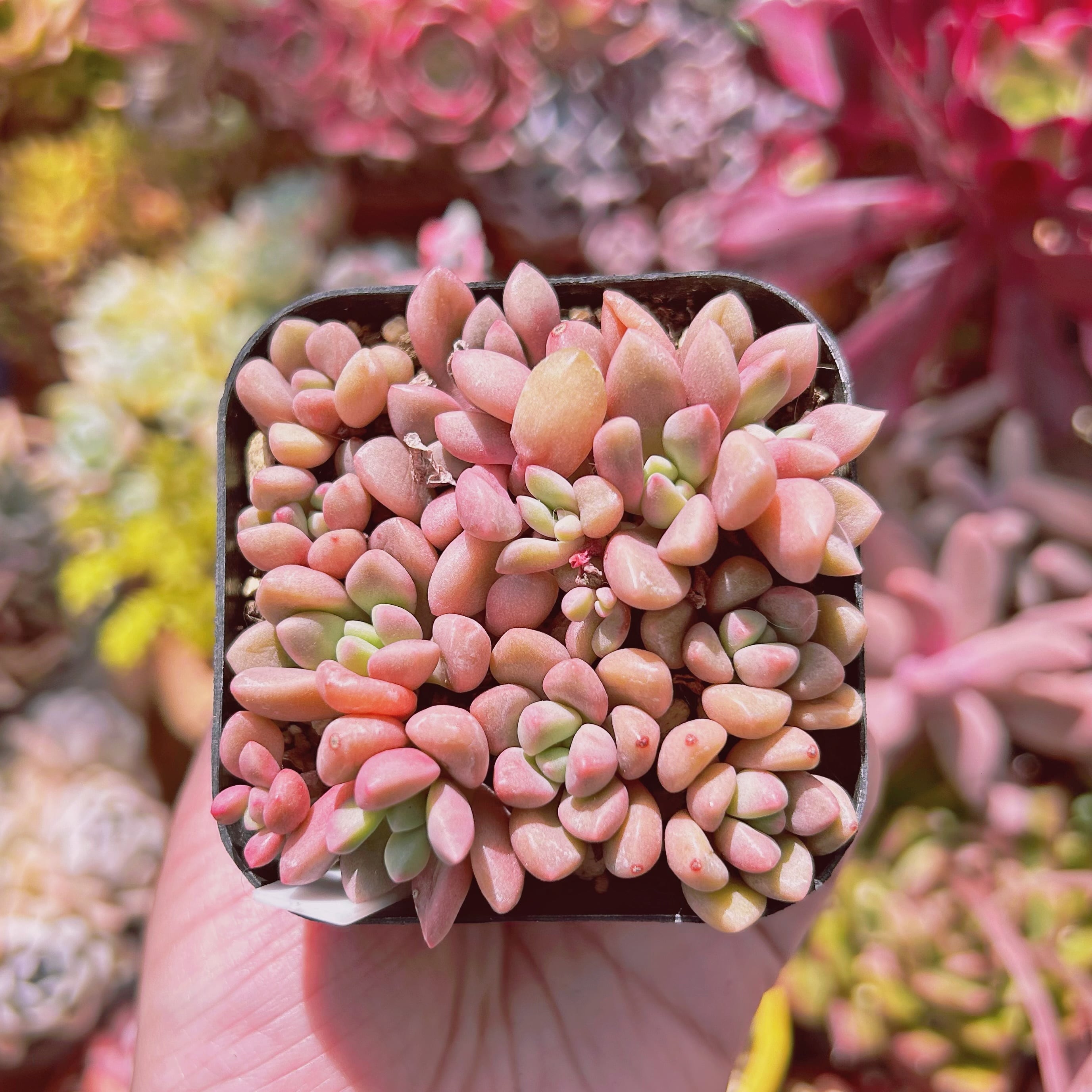 #757現物　多肉植物　パンダアイ　抜き苗