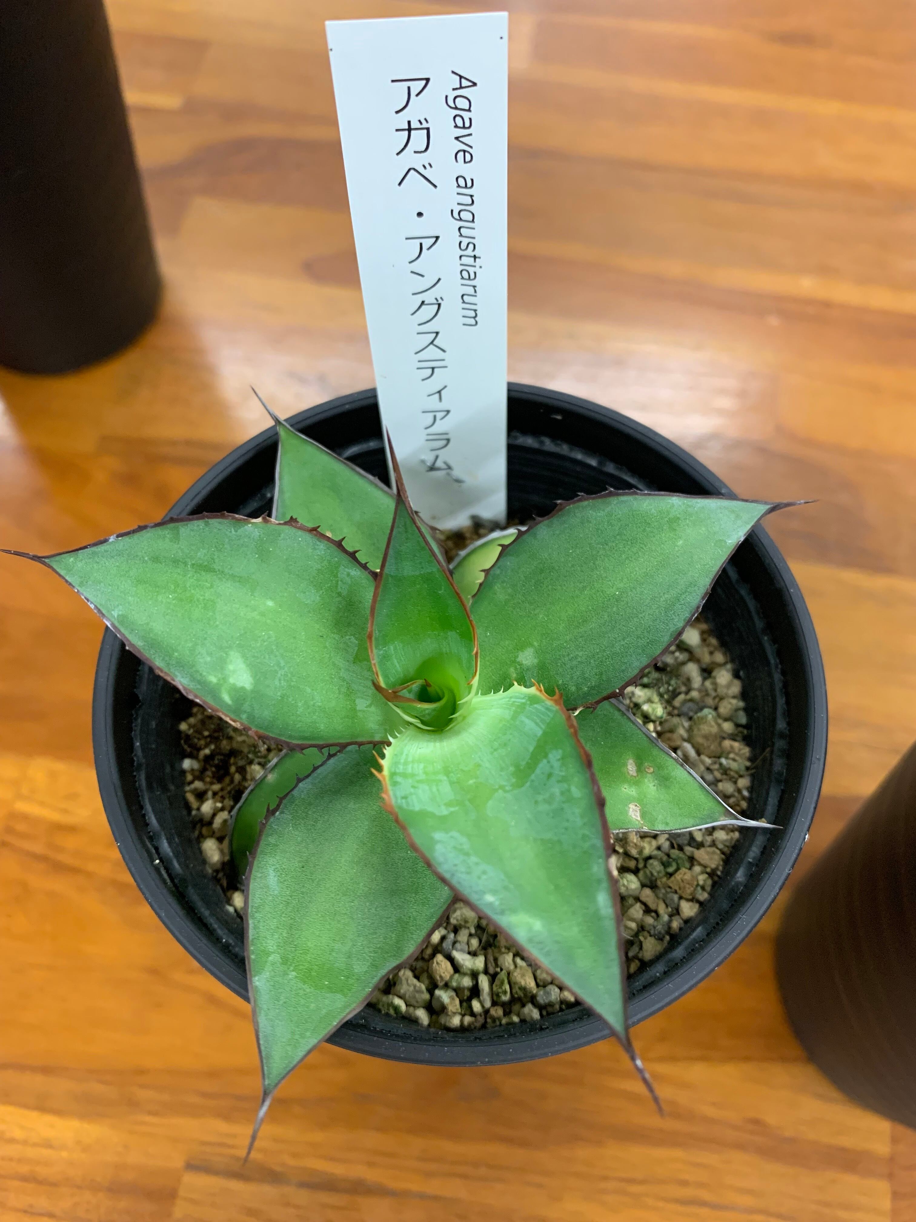 耐寒性およそ 10 アガベ アガベ アングスティアラム アガぺ 多肉植物 ドライガーデン ロックガーデン Agave Deserti シャン ド フルール 鹿児島市にある園芸店 観葉植物 花 寄せ植え お庭 Diy