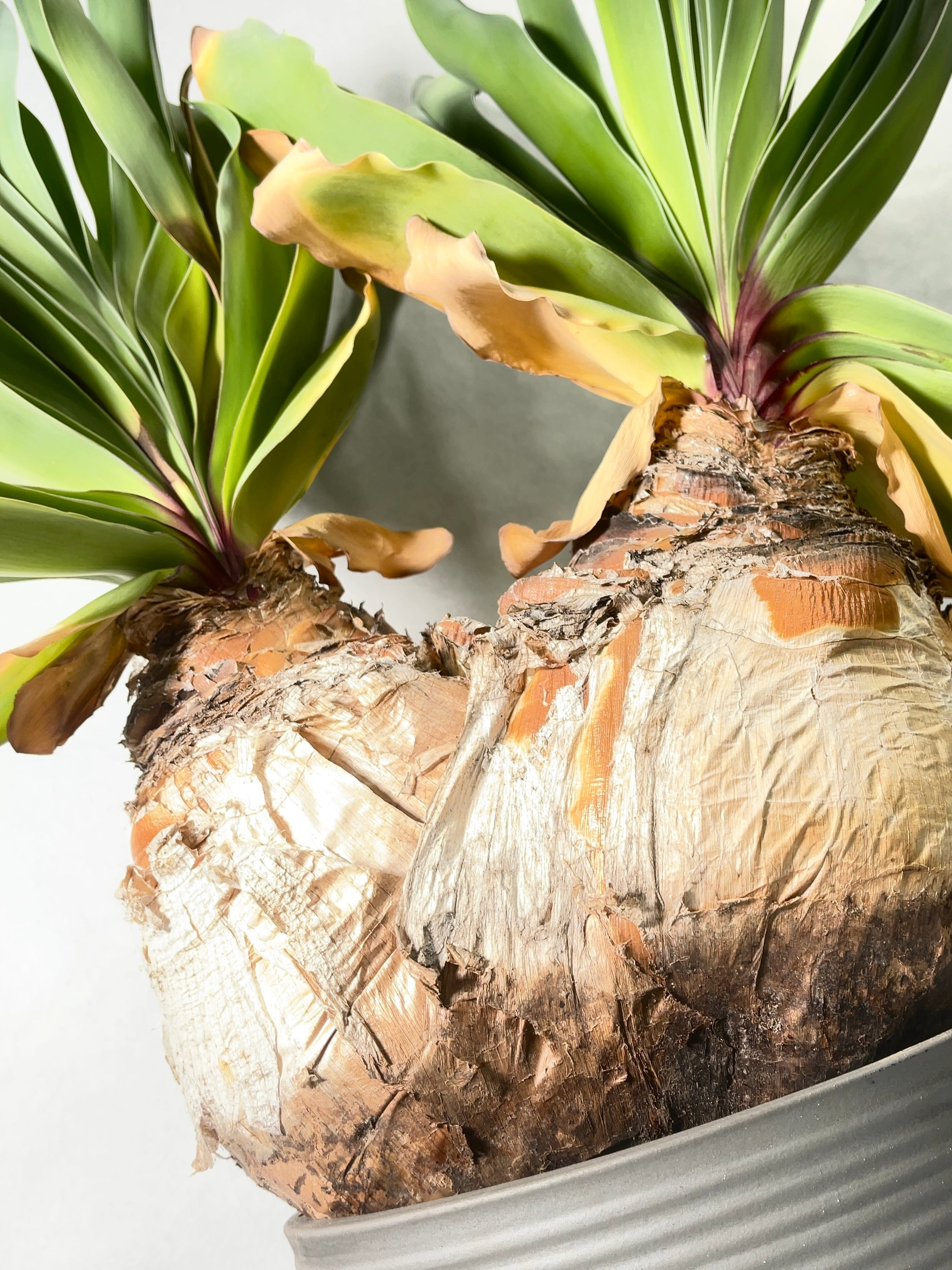 ブーファン　ハエマンソイデス　2 ブーファン ハエマンソイデス 