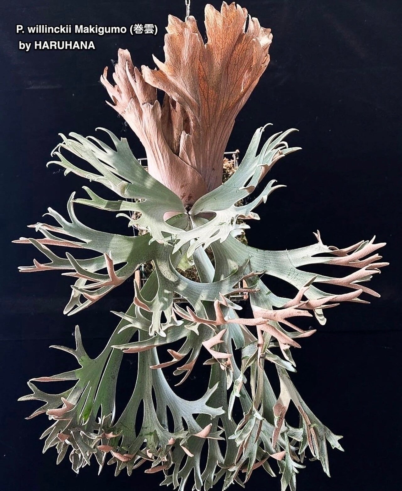 P. willinckii Jenny #1 (pup) | naturefix