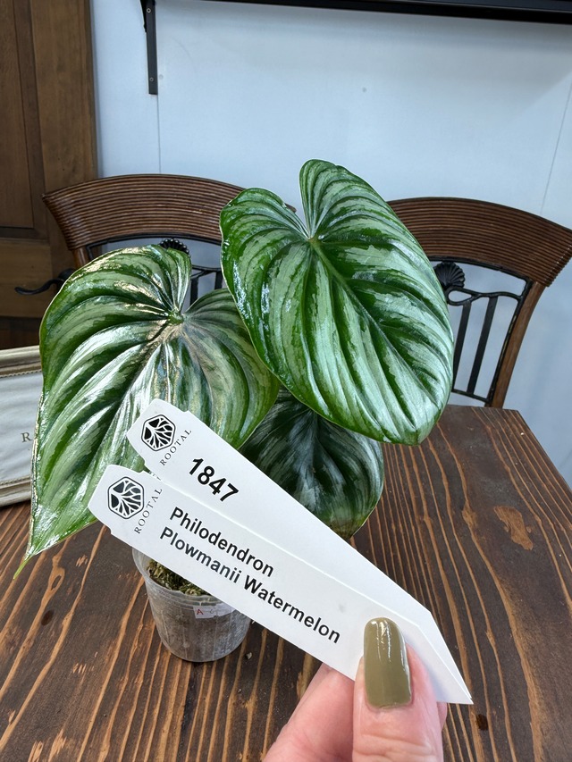 ★1847【美傷アウトレット】フィロデンドロン　ウォーターメロン(3号ポット）※多少葉傷あり