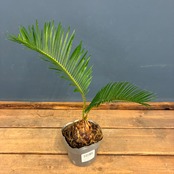 【新着3日限定10%OFF】ソテツ【126】