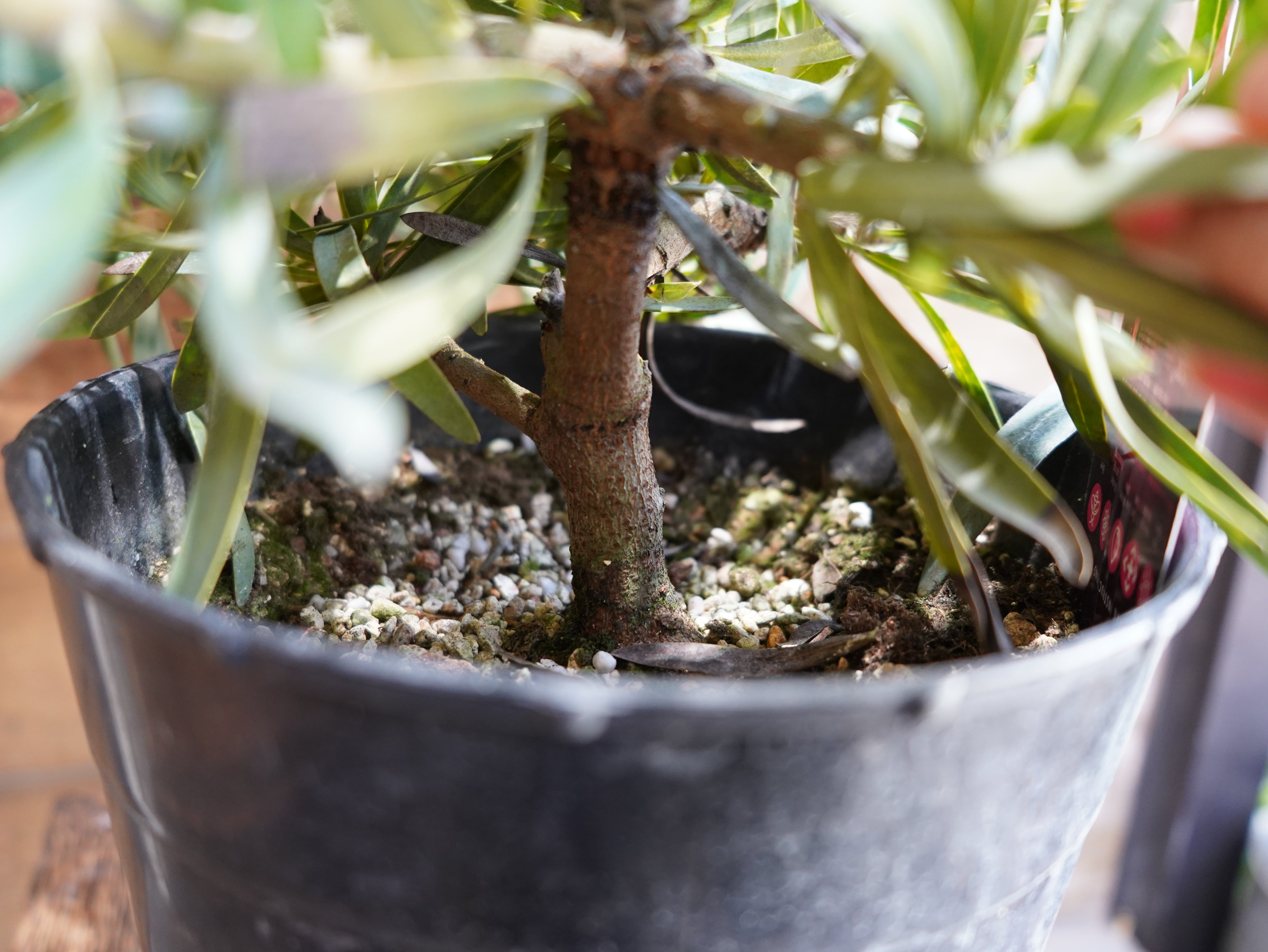 【現物】プロテア　”ピクシー”