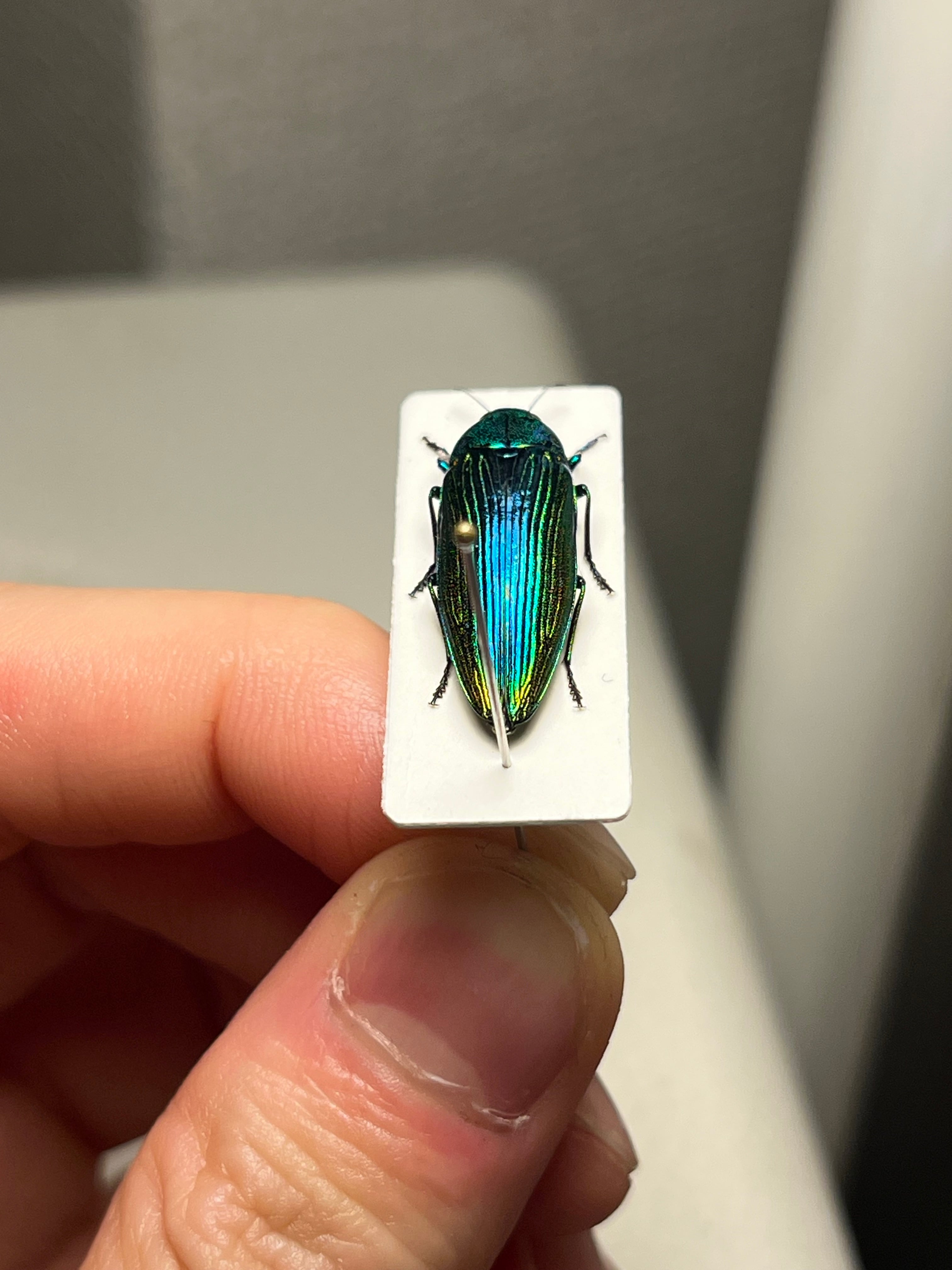 青玉虫最高峰】エゾアオタマムシ Bigサイズ 昆虫標本 コブハムシ