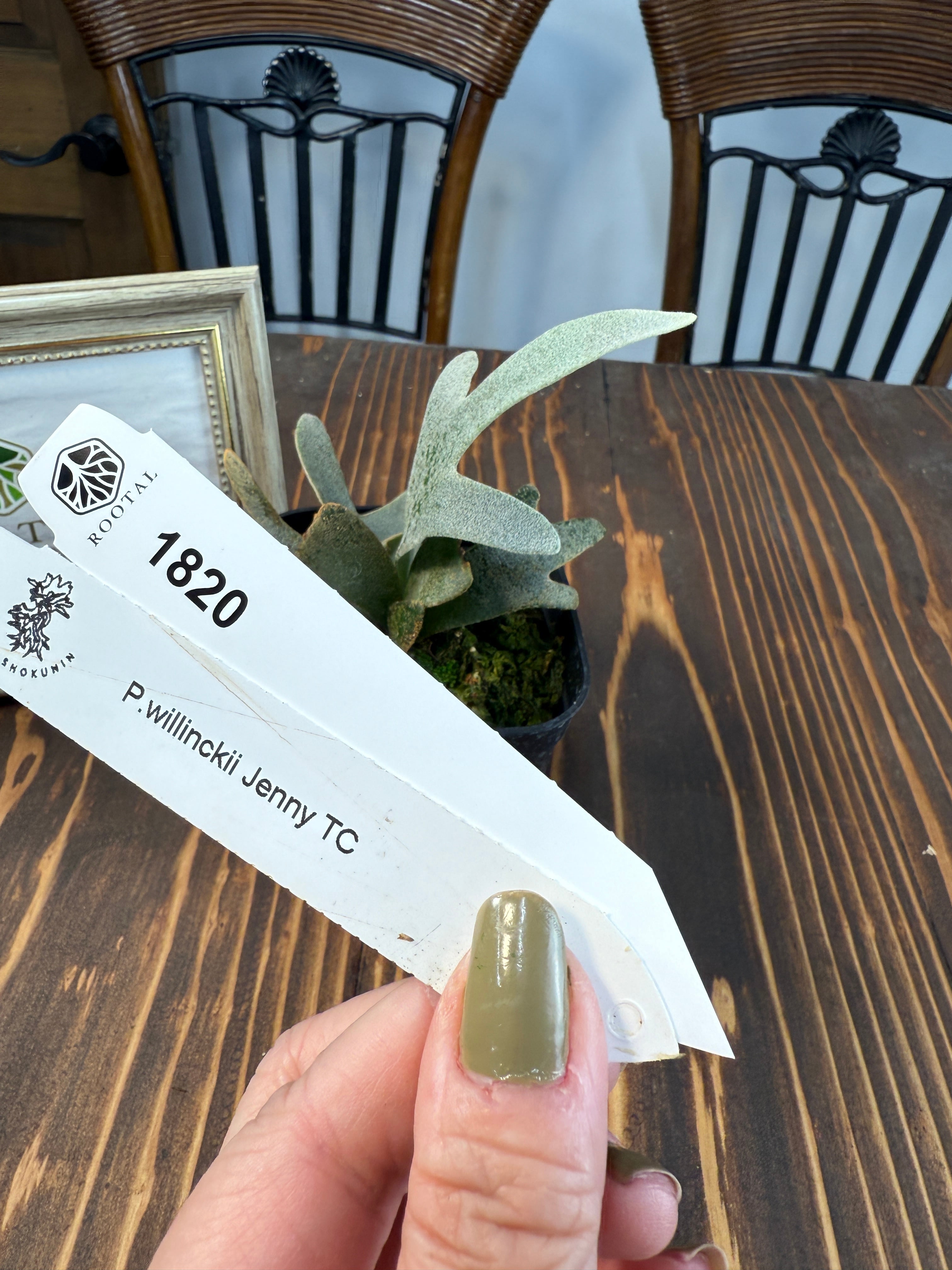 ★1820【しなやかに広がる優美な羽】 ビカクシダ ジェニー TC