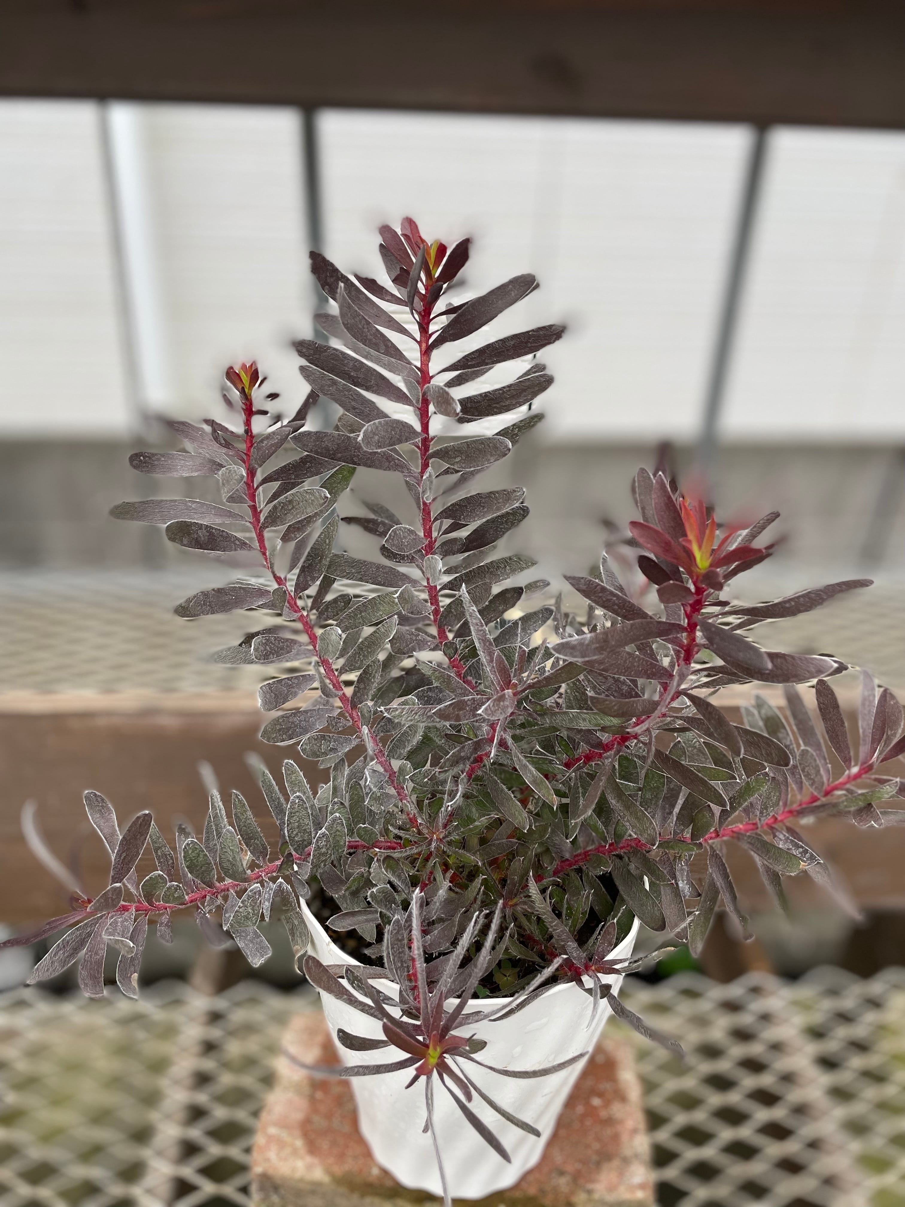 冬季の為、出品停止中☆3500サマーサン☆リューカデンドロン 冬季の為、出品停止中☆3500サマーサン☆リューカデンドロン - メルカリ