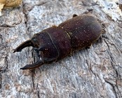 【WF9】《カプレオルスソリアシサビ ペア 22mm ペア》わたくわ氏ブリード個体