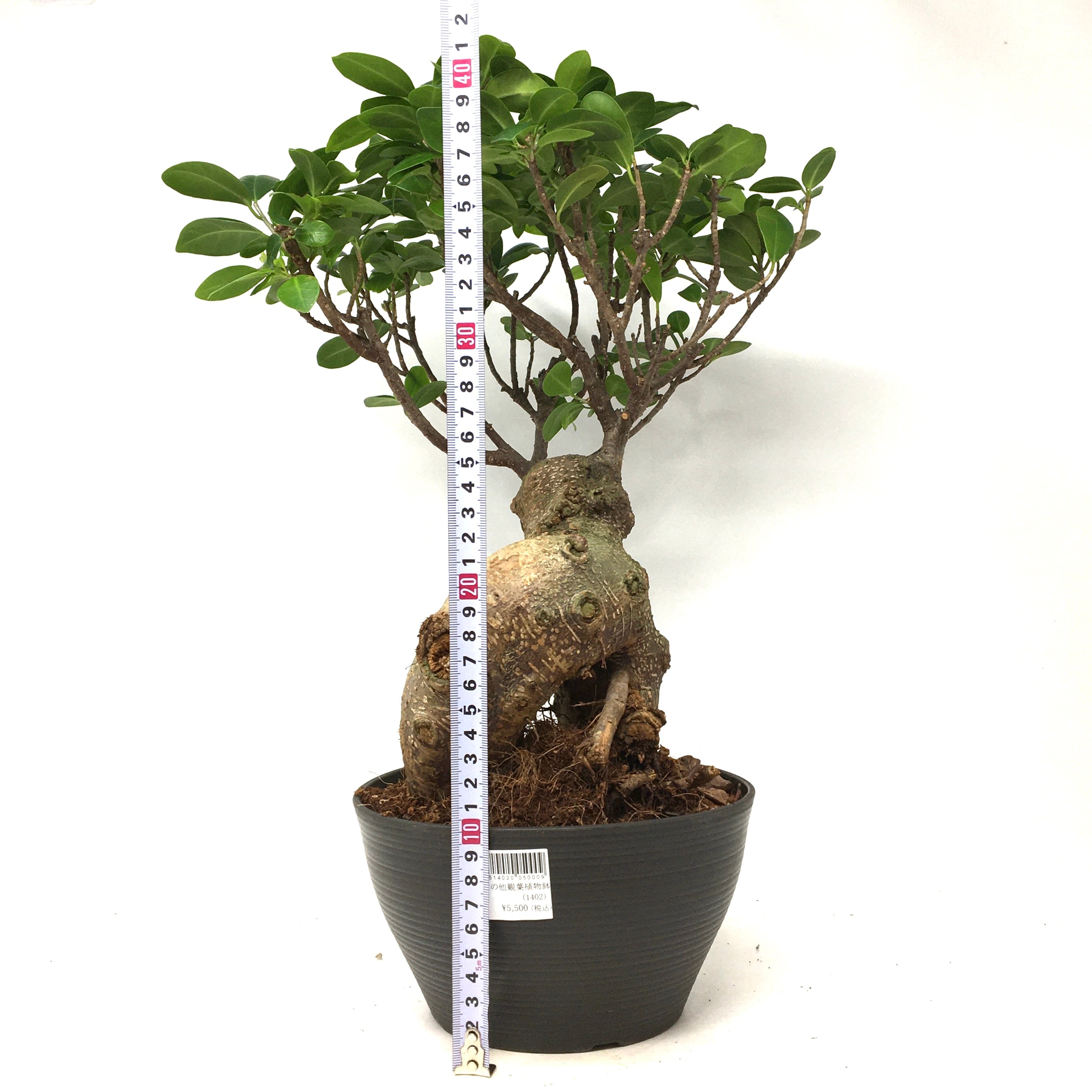 ガジュマル27 ガジュマル 上作株【27】 | PROTOLEAF プロトリーフ