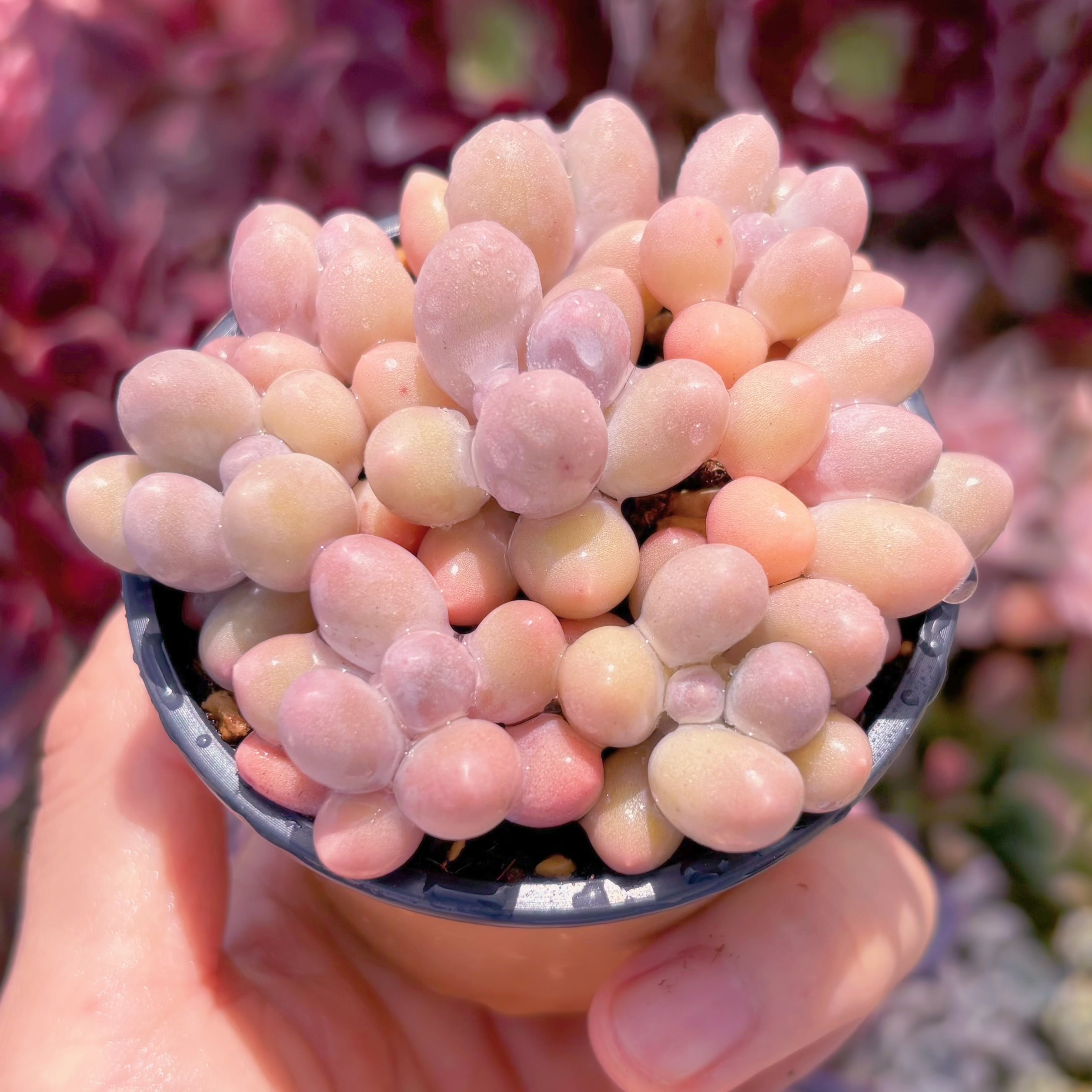 多肉植物 湯園チーズ 7頭 新入荷 るる農園 | るる農園~多肉植物専門