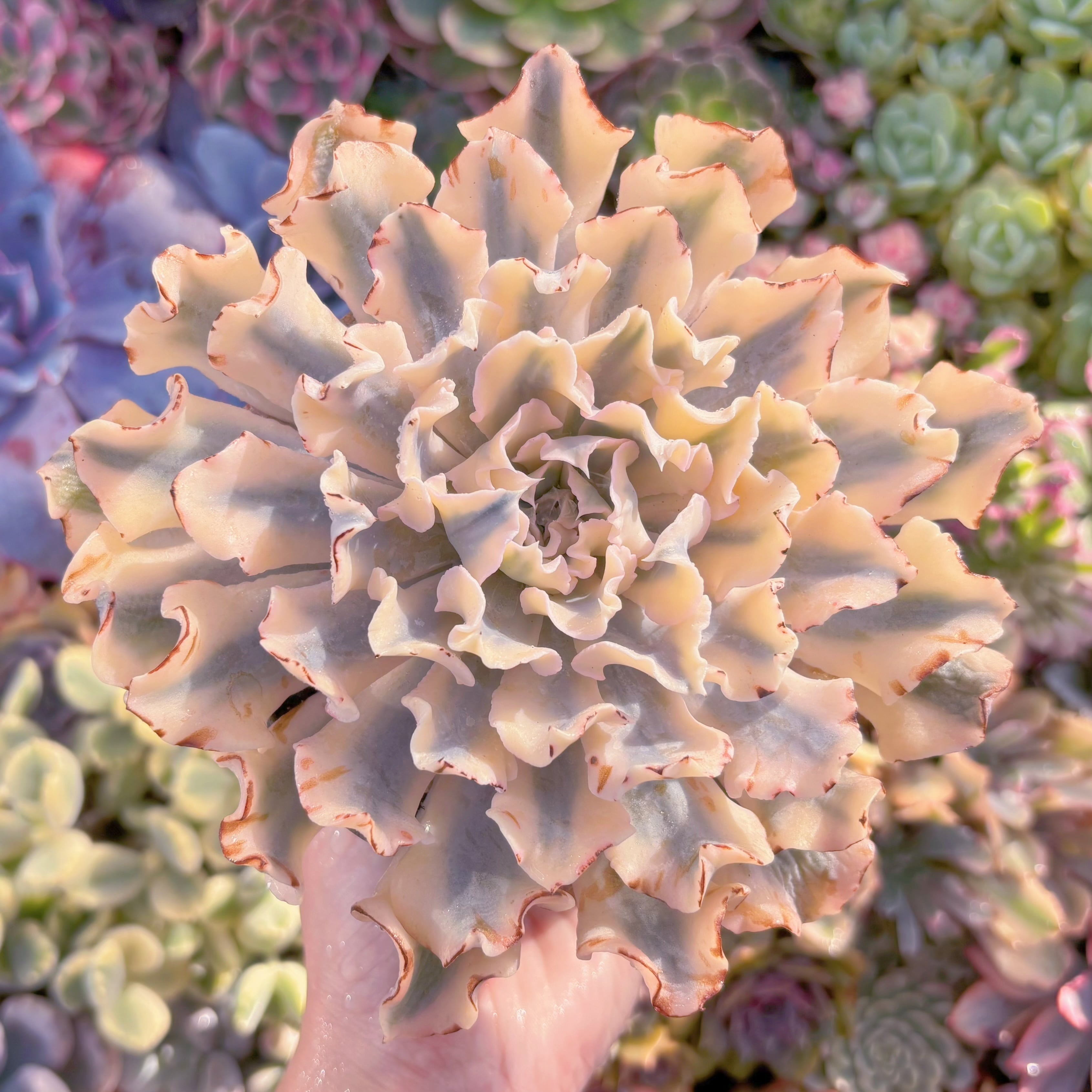 現品　シャフラン錦#C54　在庫僅少　るる農園