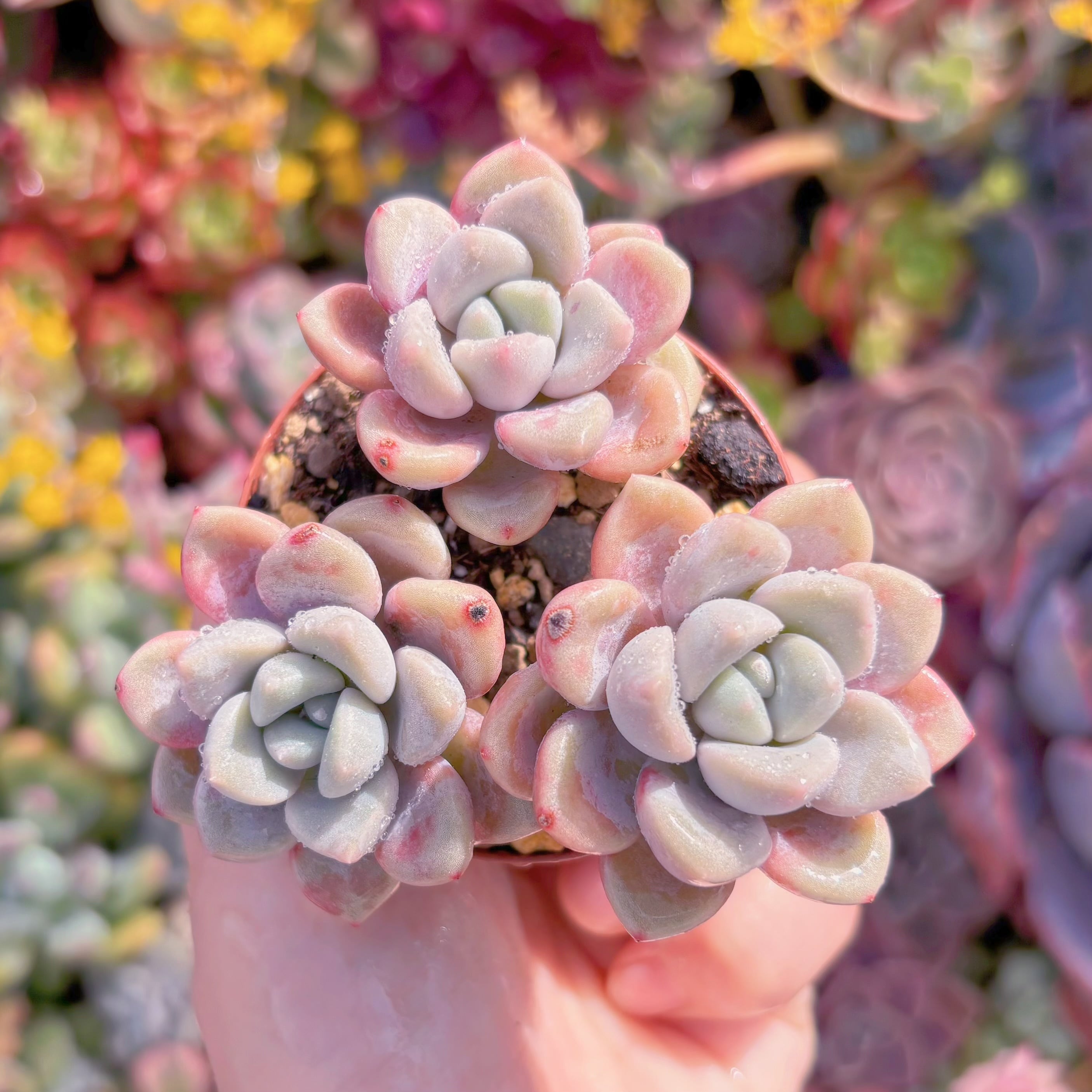 現品　ラブリーディア#M198   群生　るる農園