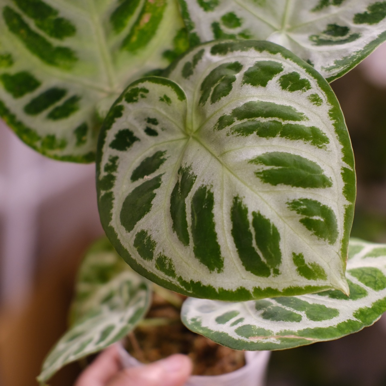 アンスリウム ドラヤキ × シルバーブラッシュ / Anthurium Dorayaki × Anthurium Silver brush⑱/ 観葉植物<育て方・花言葉>