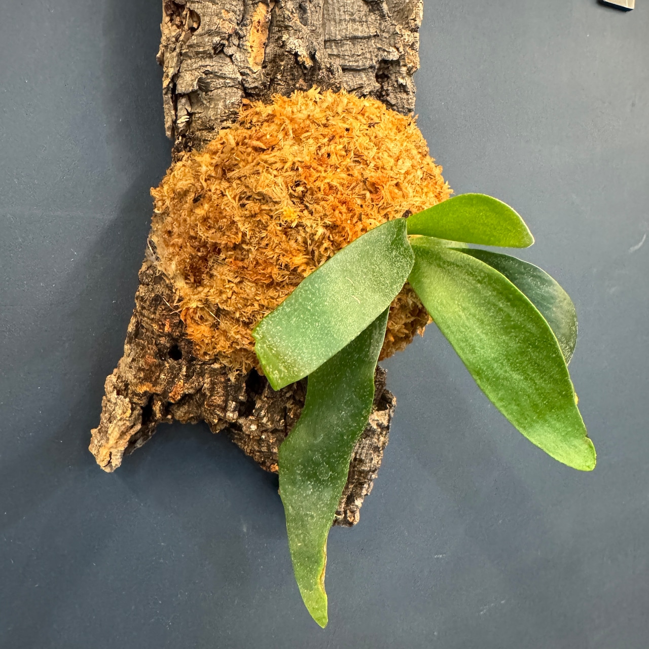 ビカクシダ　Foong Siqi 板付け (コルク)【367】