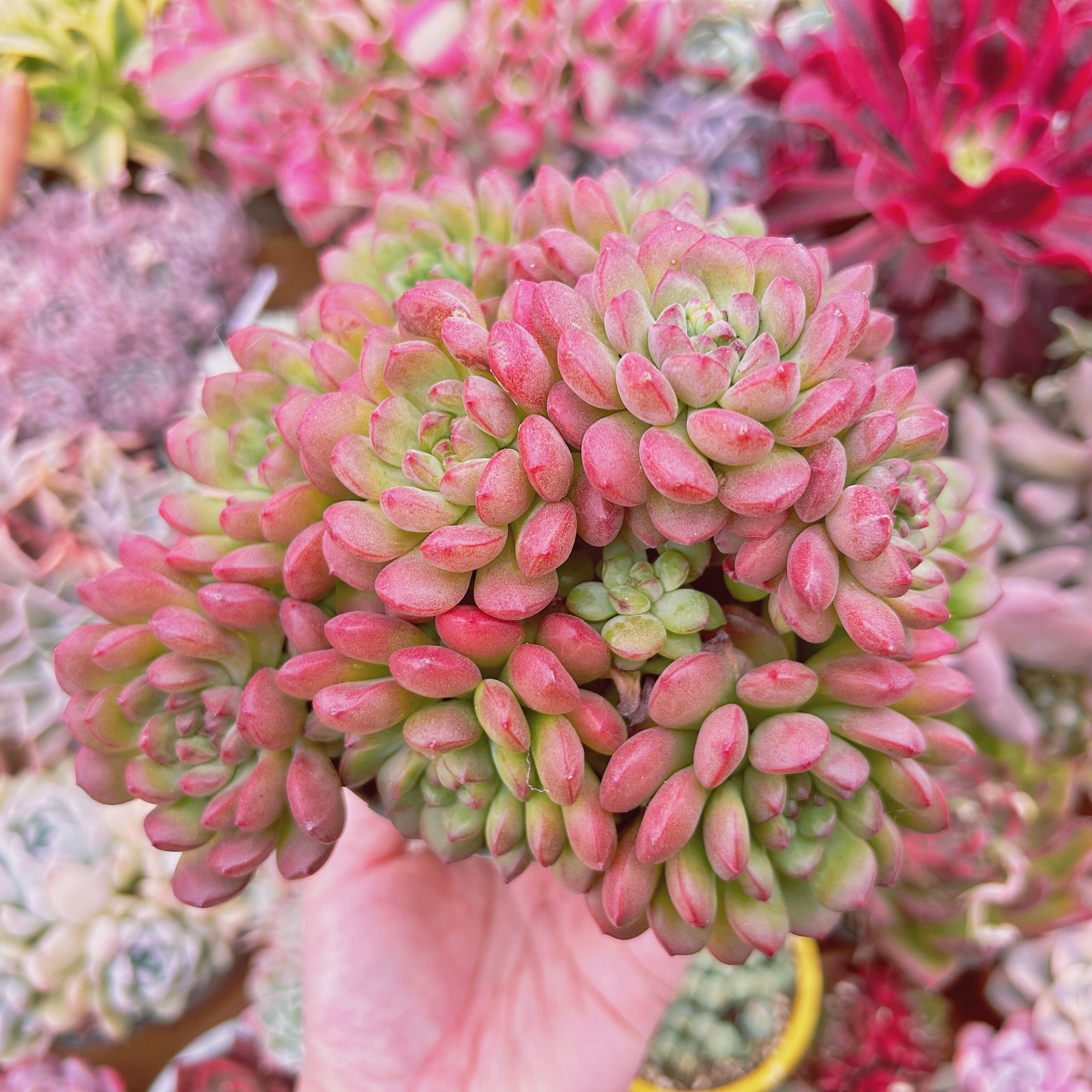 #524現物　多肉植物　sedum  新品種　コルネット　特特大
